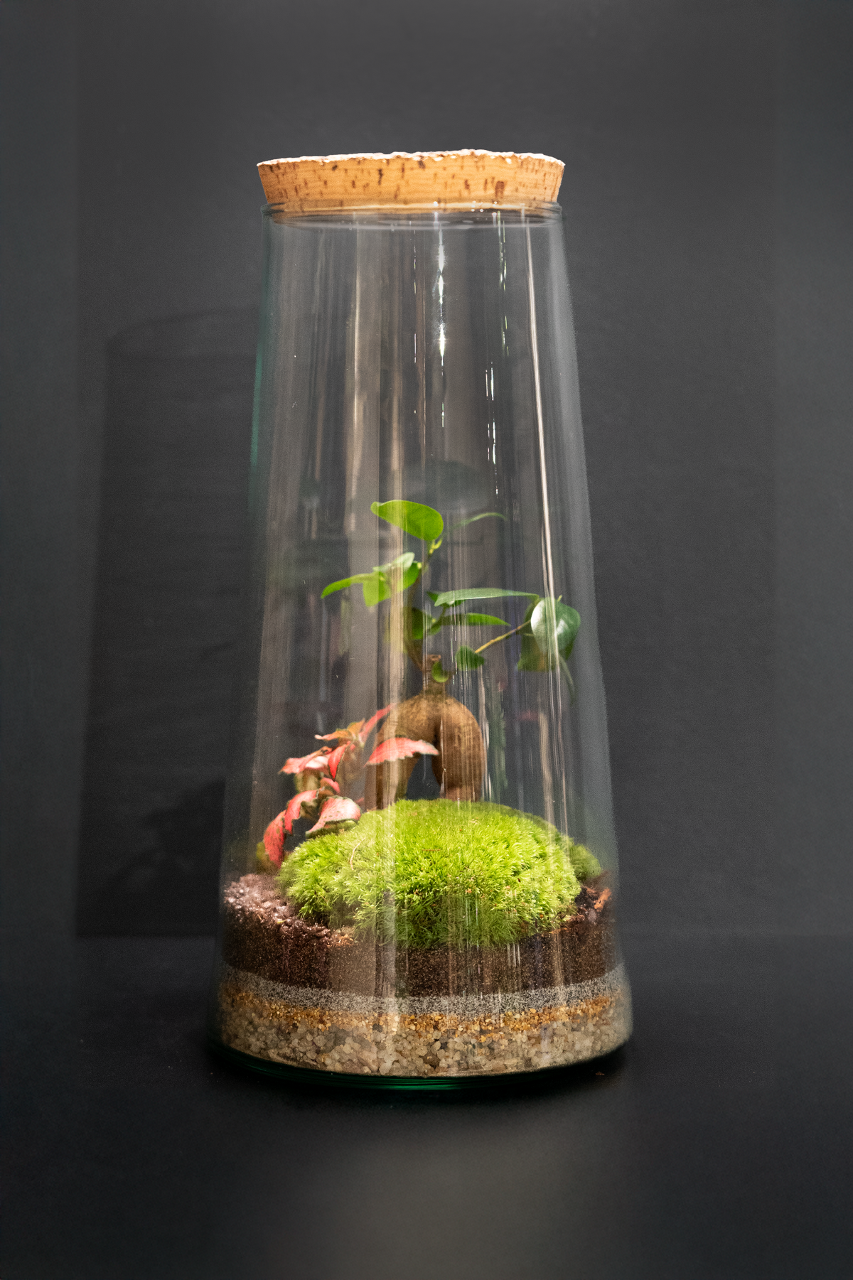 Tapered Cylinder Terrarium