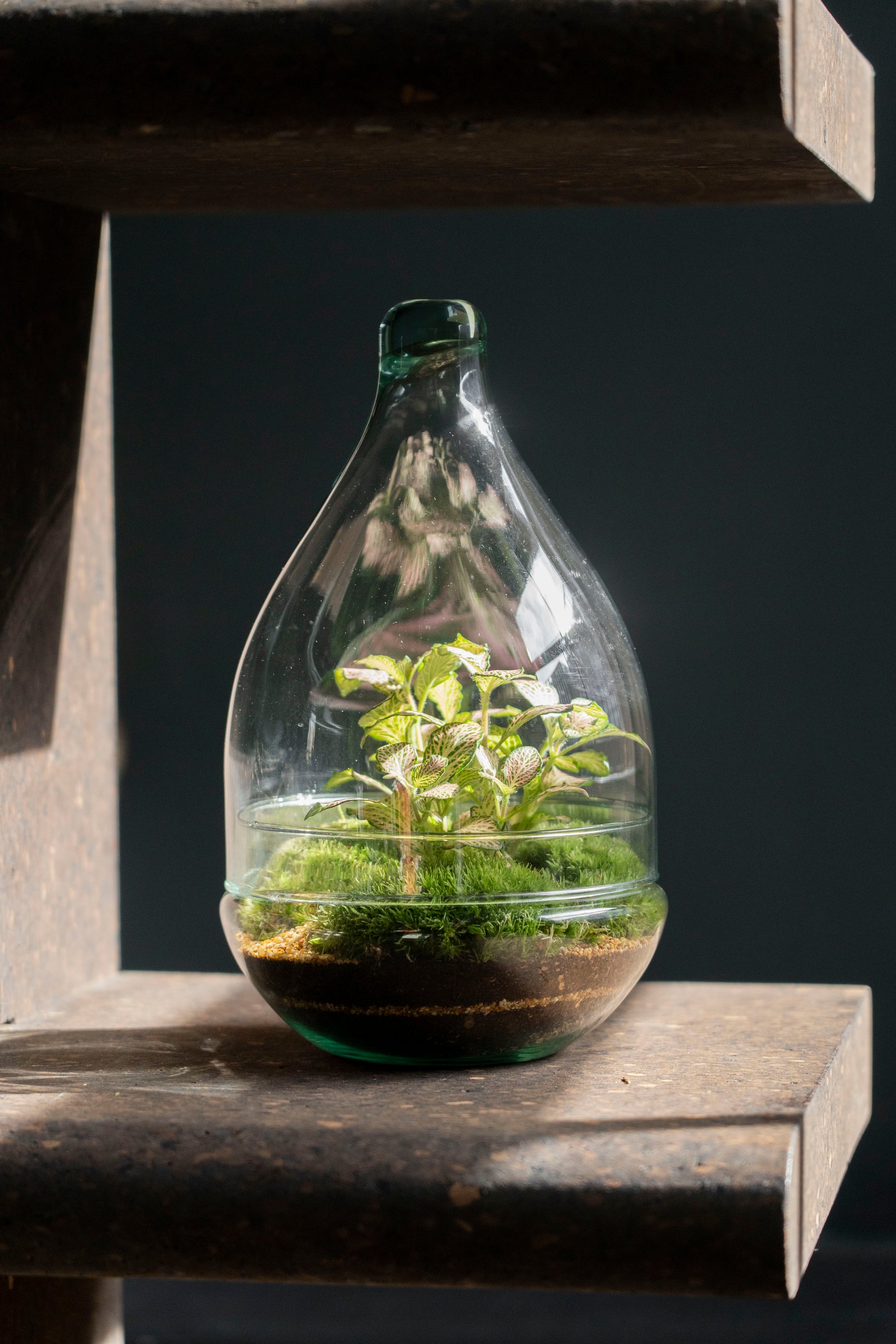 plant terrarium bottle Teardrop Terrarium (Zen)