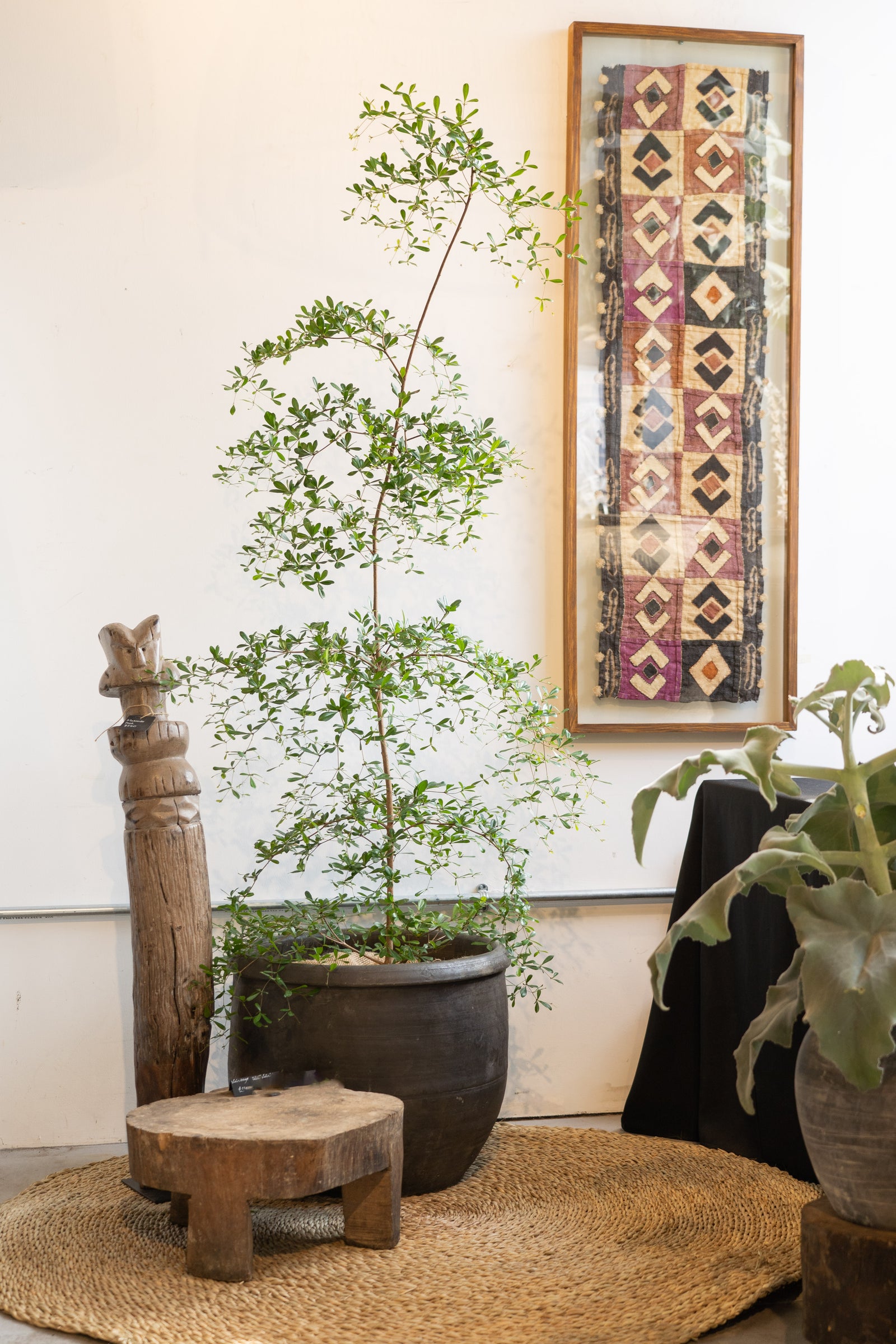 Bucida Buceras - Black Olive - Shady Lady