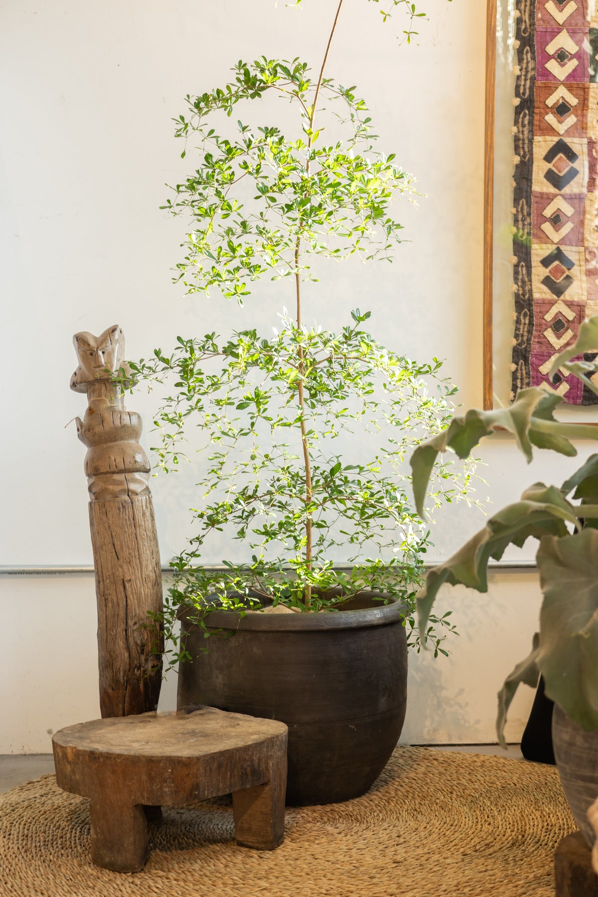 Bucida Buceras - Black Olive - Shady Lady