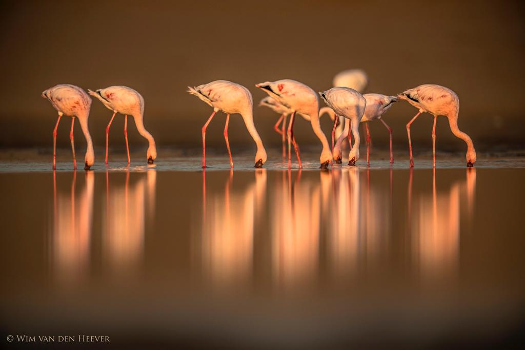 Flamingos in flight by Wim van den Heever