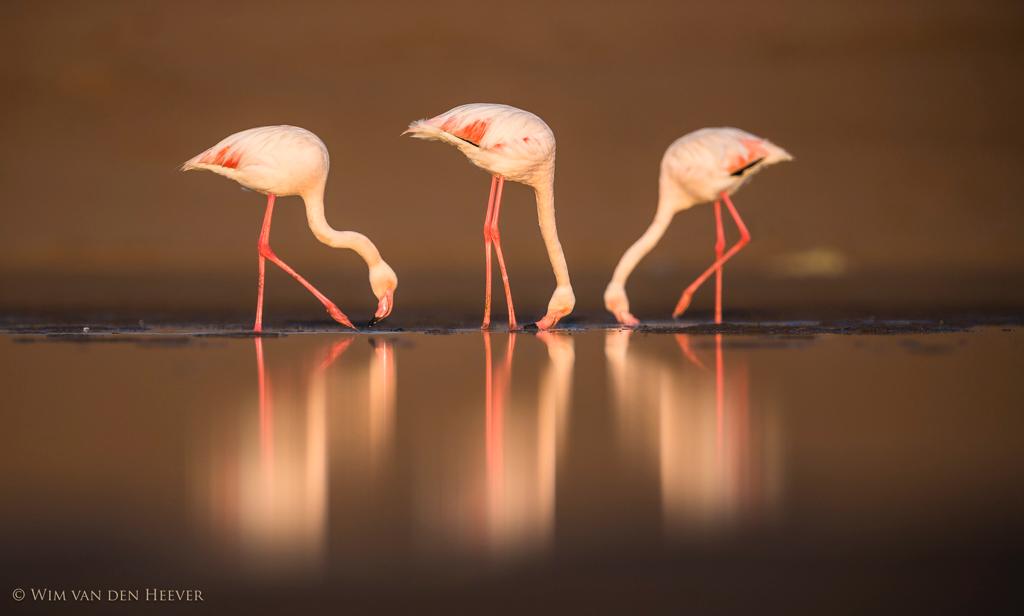 Flamingos in flight by Wim van den Heever