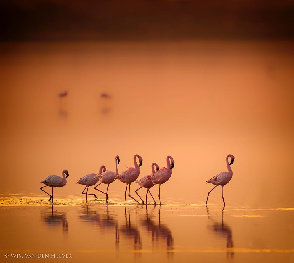 Flamingos in flight by Wim van den Heever