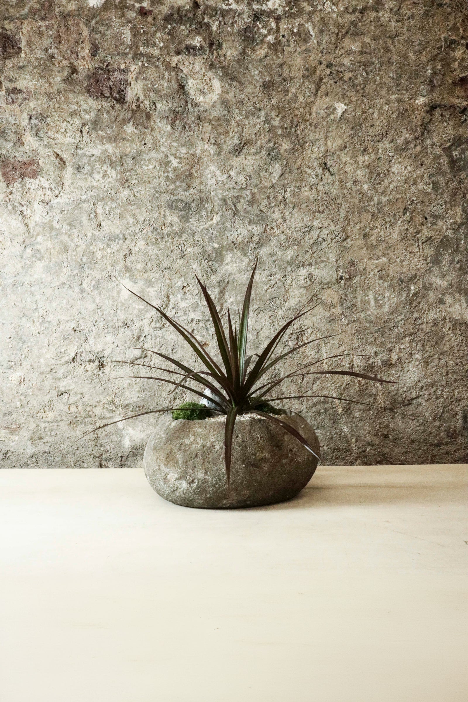 Living Dracaena Marginata planted in a hand-carved Indonesian riverstone