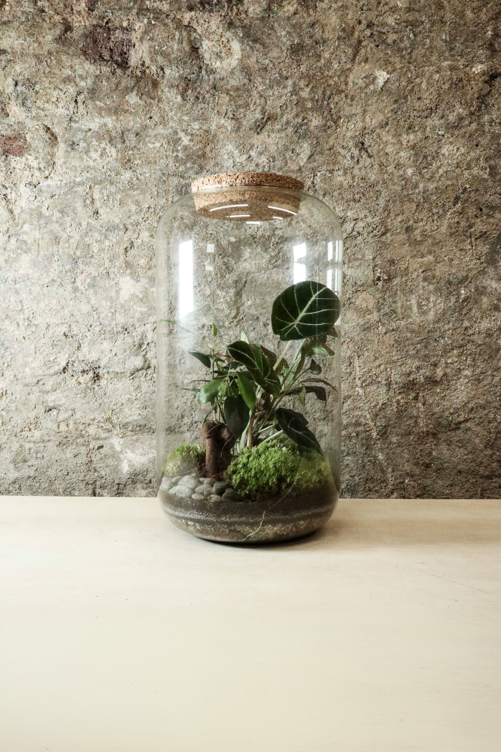 plantes terrarium Tall Cork Jar Terrarium 40x23cm FR30