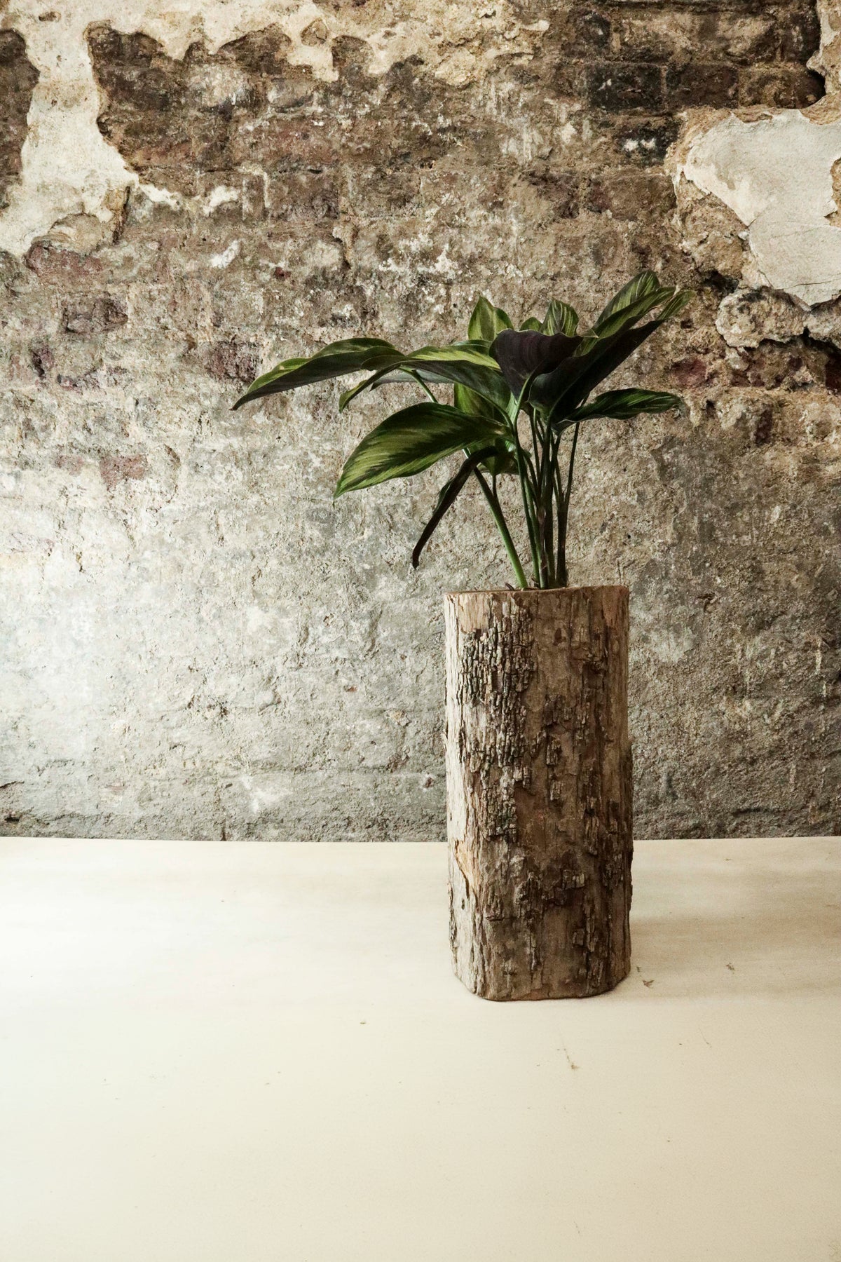 Zimbabwe Carved Bark Log planted with Calathea "Beauty Star" FR45