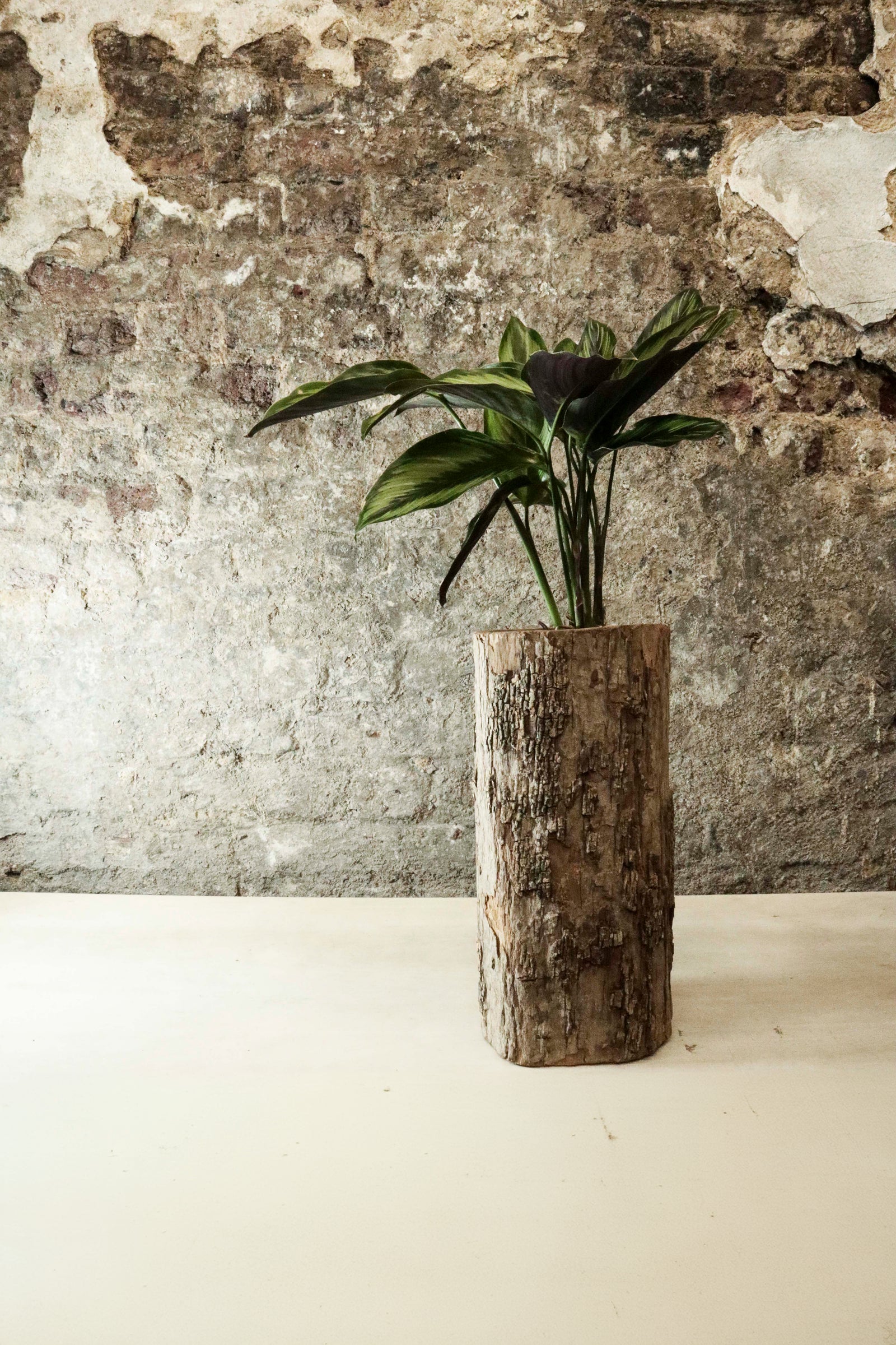 Zimbabwe Carved Bark Log planted with Calathea "Beauty Star" FR45