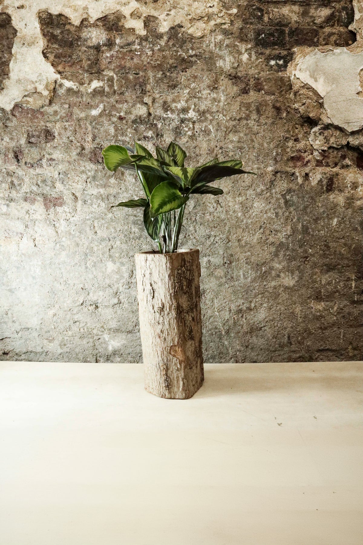 Zimbabwe Carved Bark Log planted with Calathea "Beauty Star" FR45