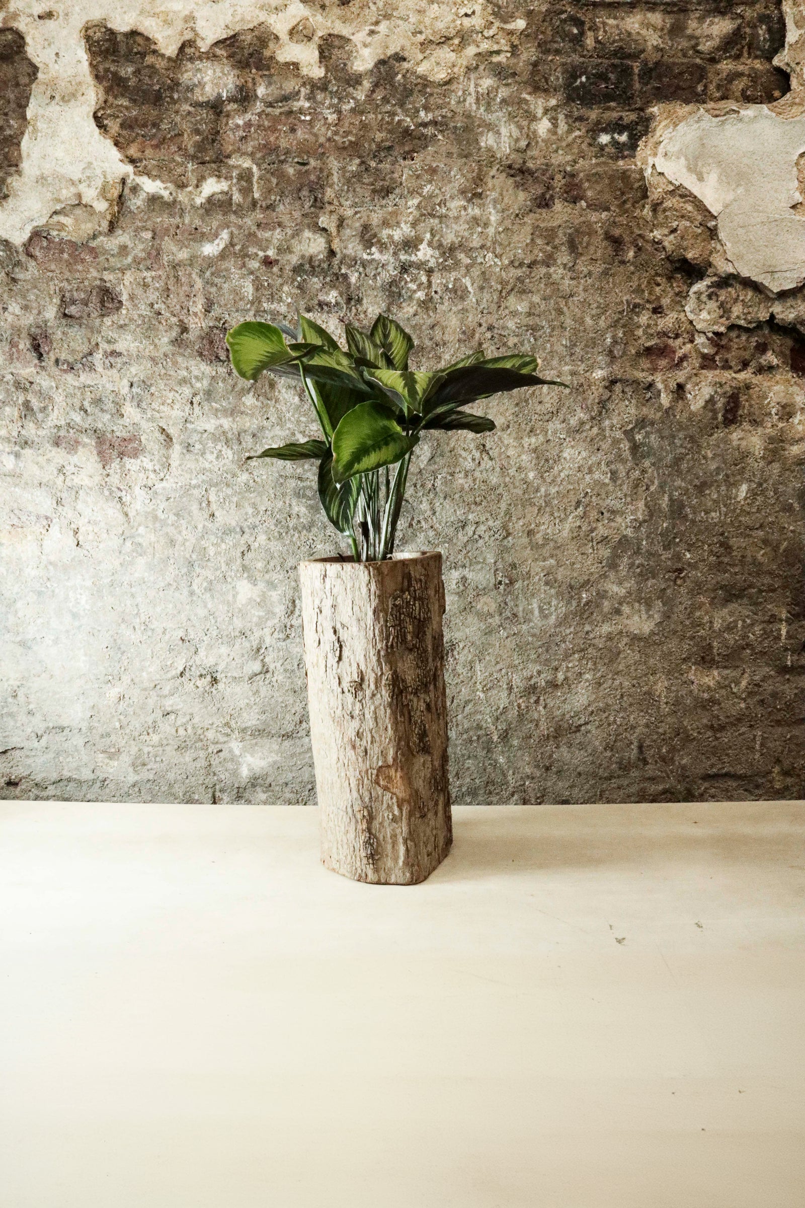 Zimbabwe Carved Bark Log planted with Calathea "Beauty Star" FR45