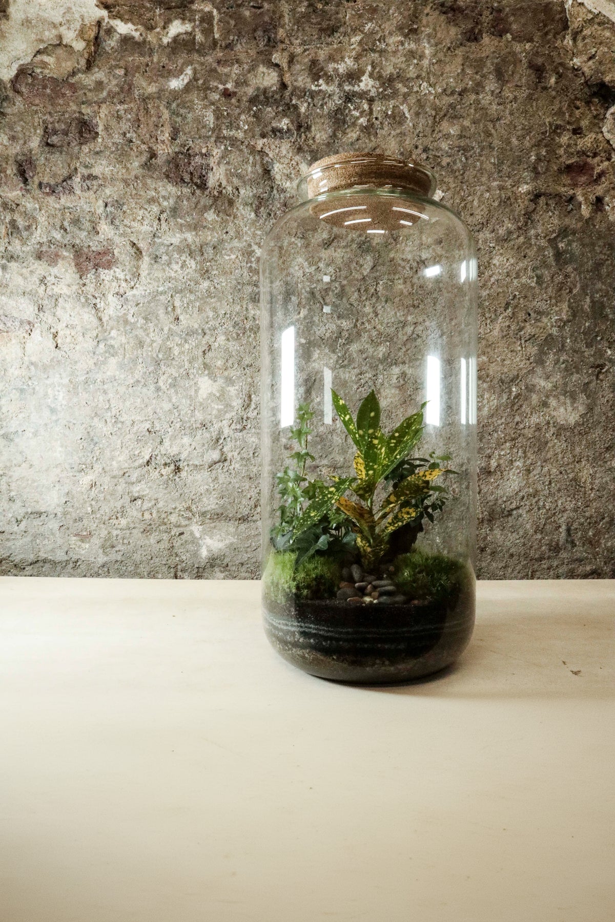 Tall Jar Terrarium 50x23cm FR36