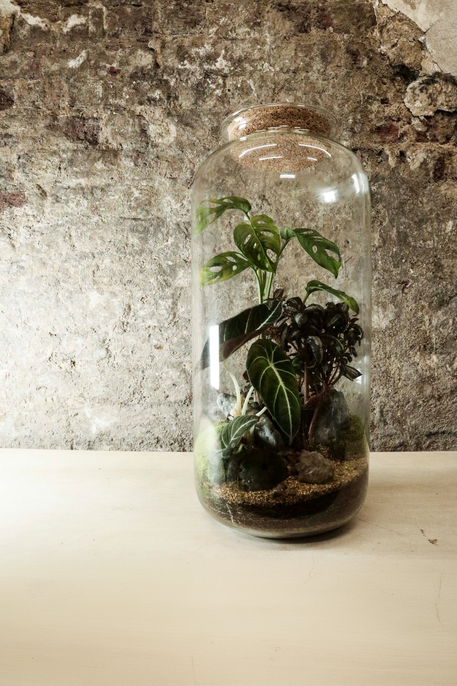 Tall Cork Jar Terrarium 50x23cm FR42