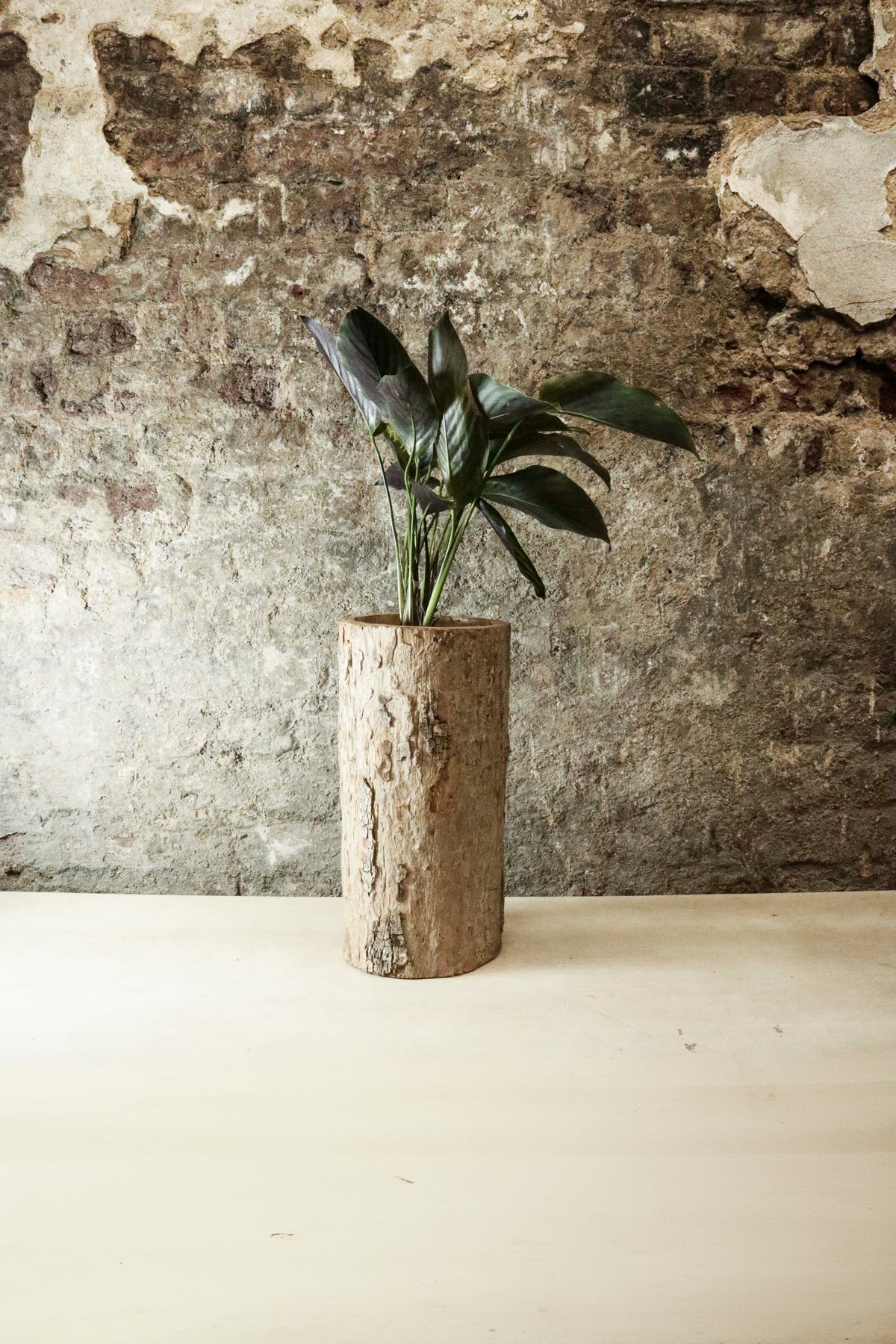 Zimbabwe Carved Bark Log planted with Calathea "Beauty Star" FR45