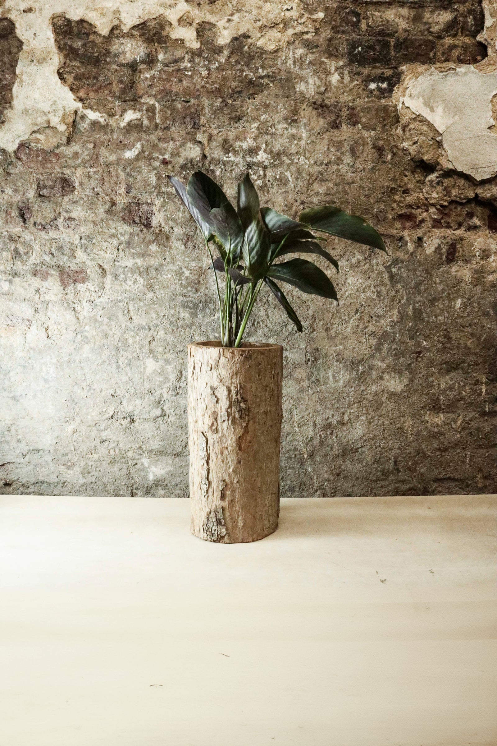 Zimbabwe Carved Bark Log planted with Calathea "Beauty Star" FR45