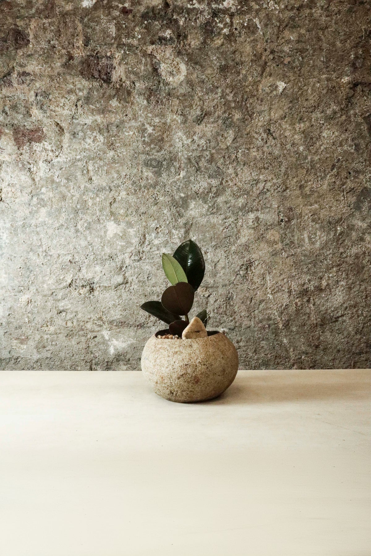 Indo Riverstone planted with Ficus Elastica FR28