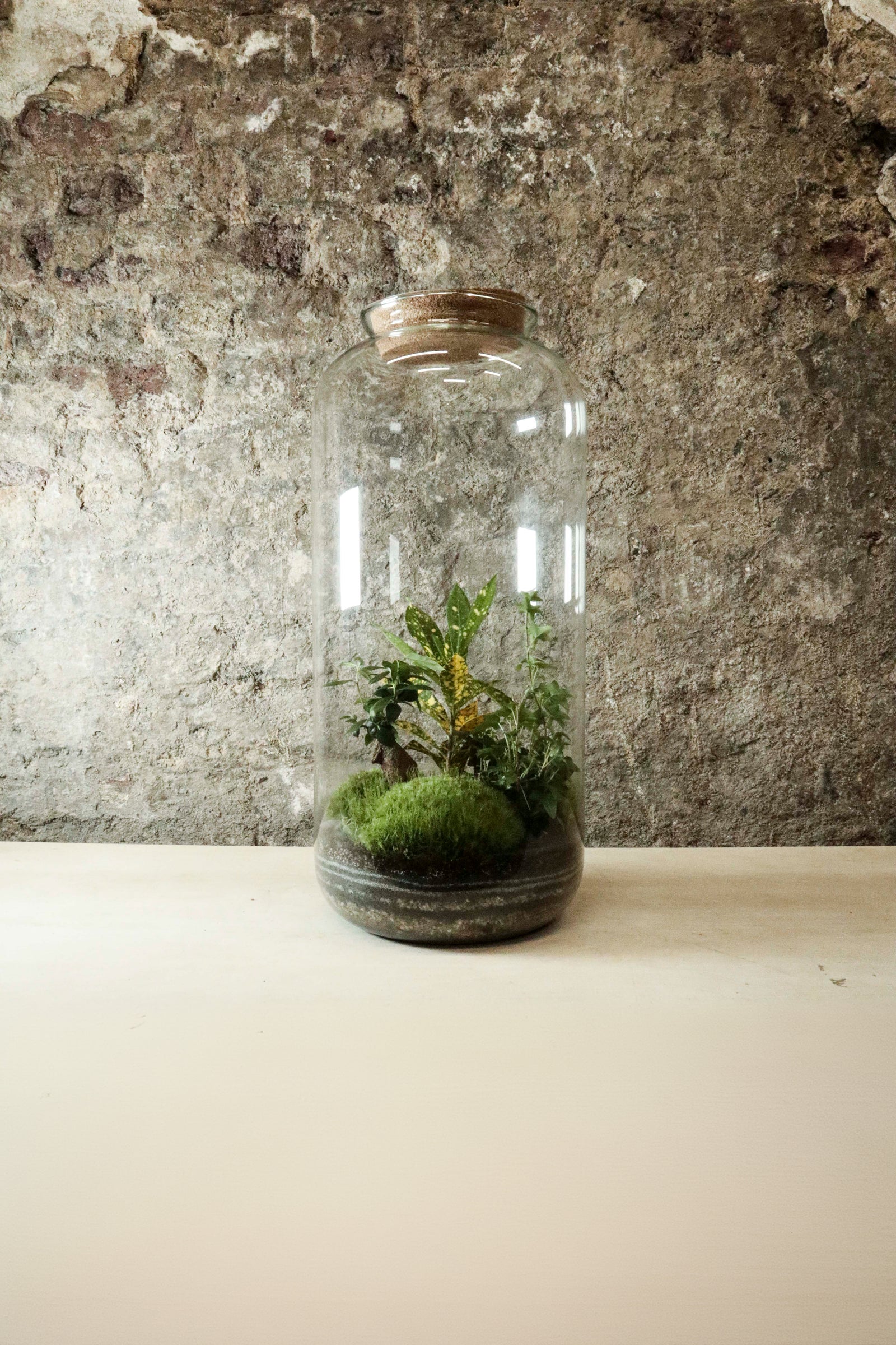 Tall Jar Terrarium 50x23cm FR36