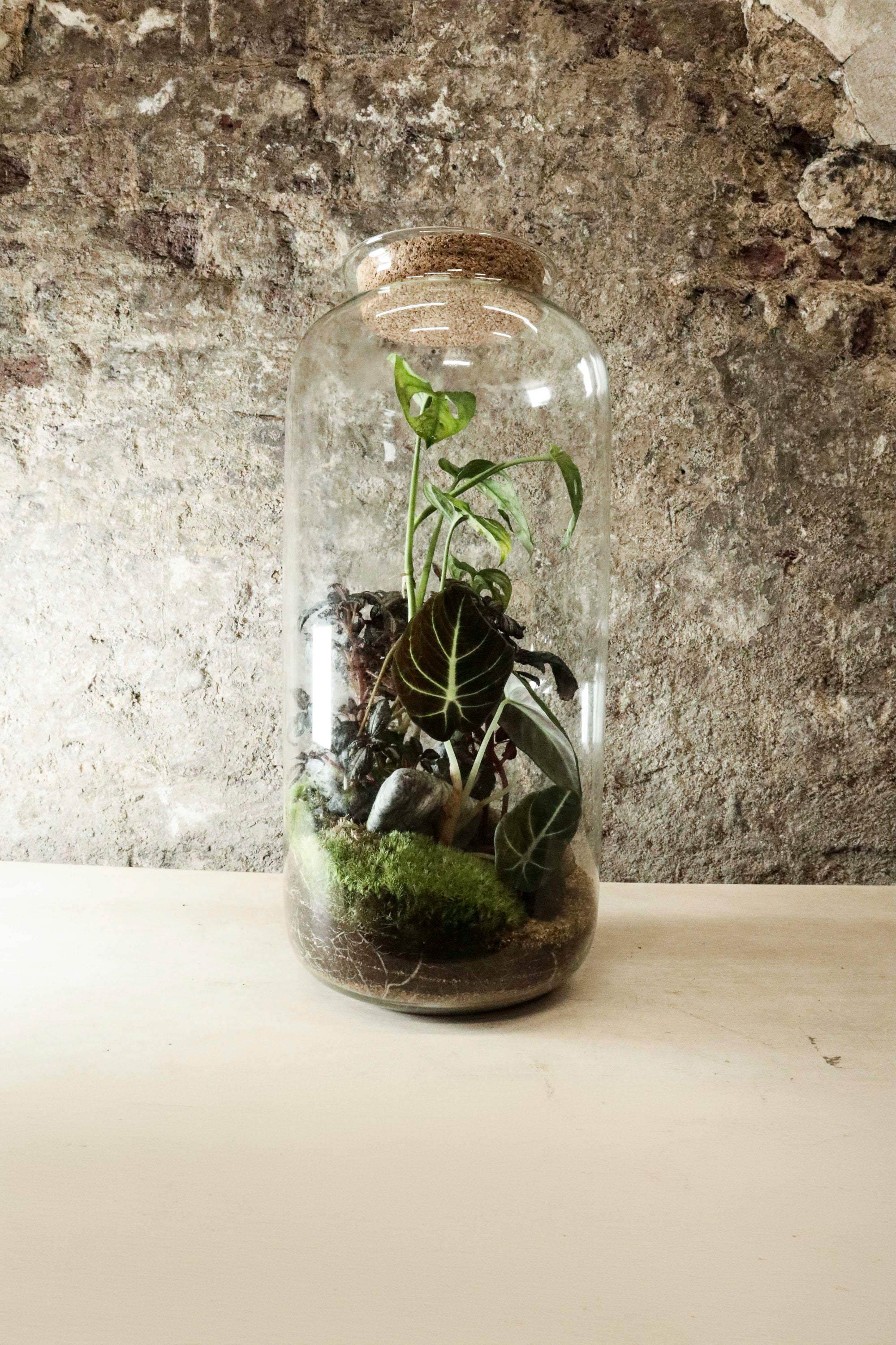glass jar plant terrarium Tall Cork Jar Terrarium 50x23cm FR42