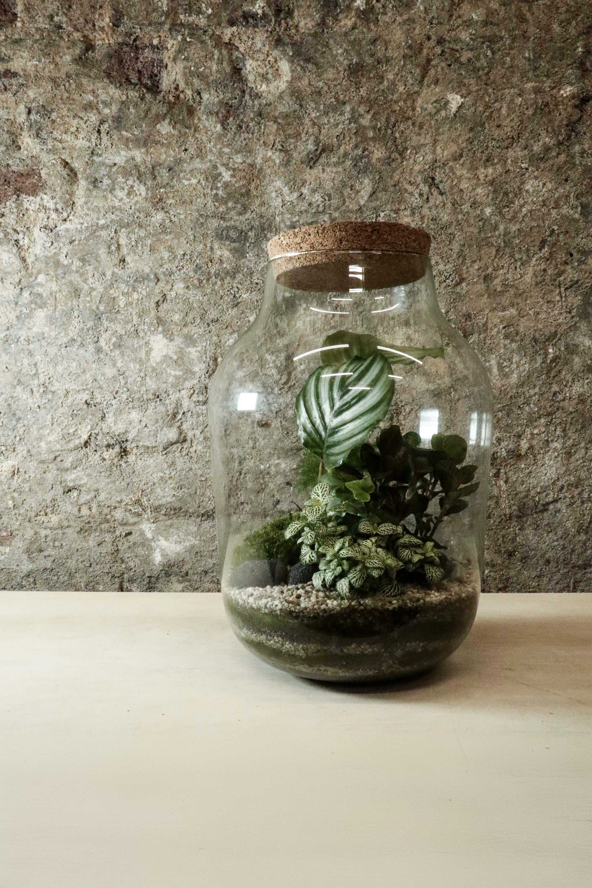 glass jar terrarium plants Contemporary Jar Terrarium 40x27cm FR32
