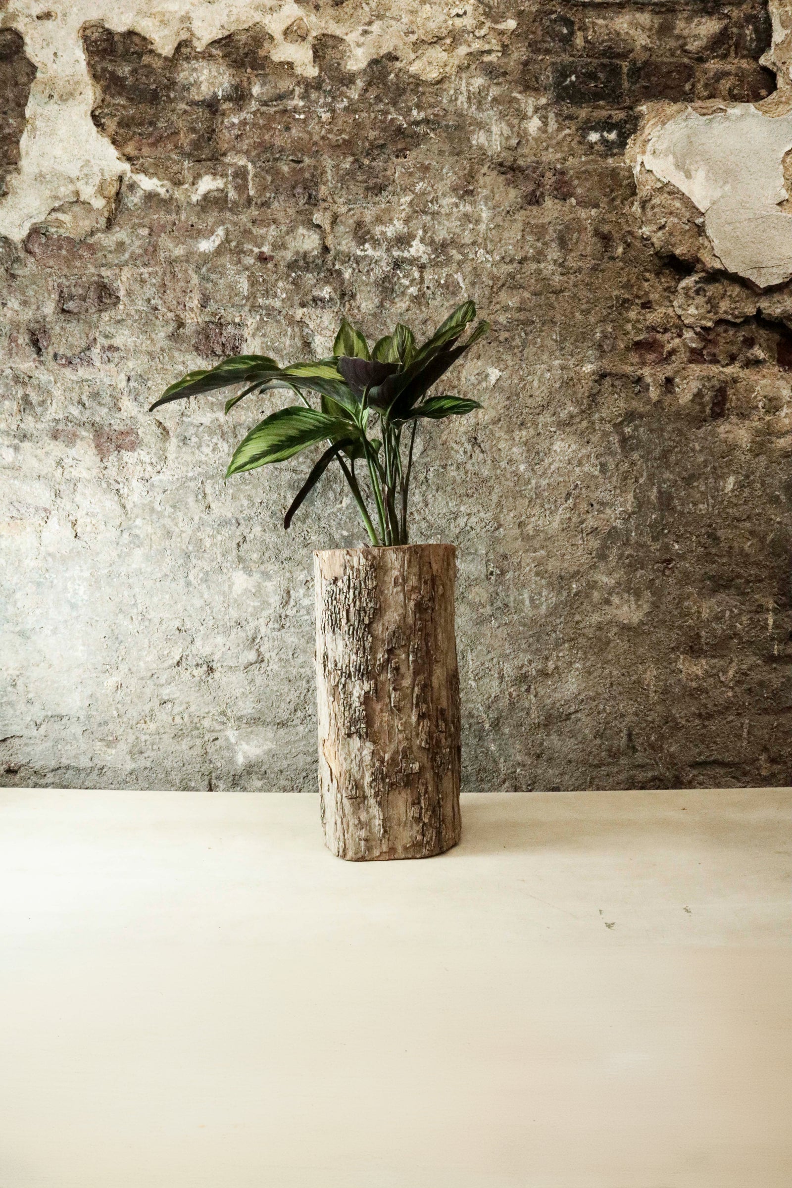 Zimbabwe Carved Bark Log planted with Calathea "Beauty Star" FR45