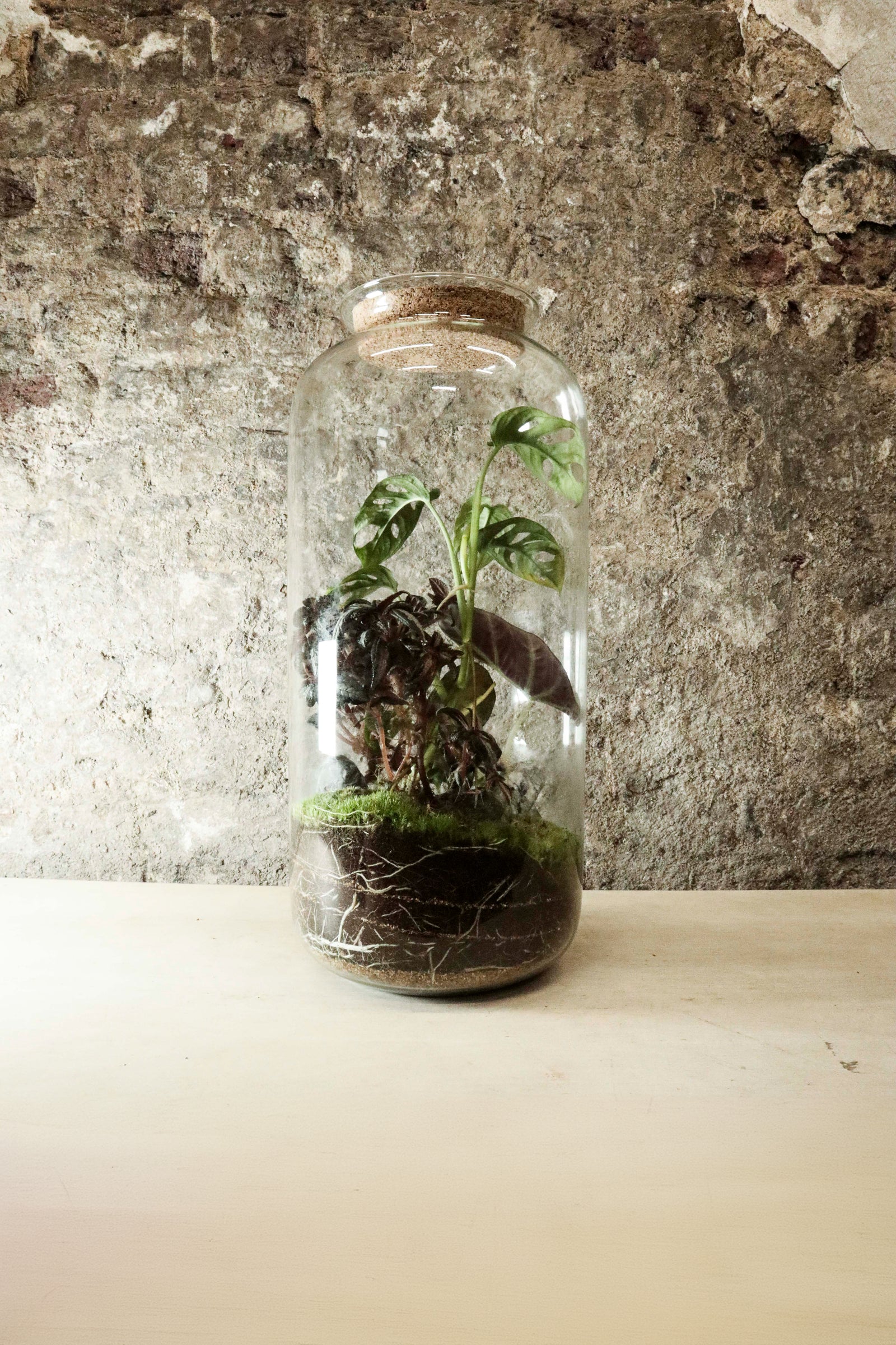Tall Cork Jar Terrarium 50x23cm FR42