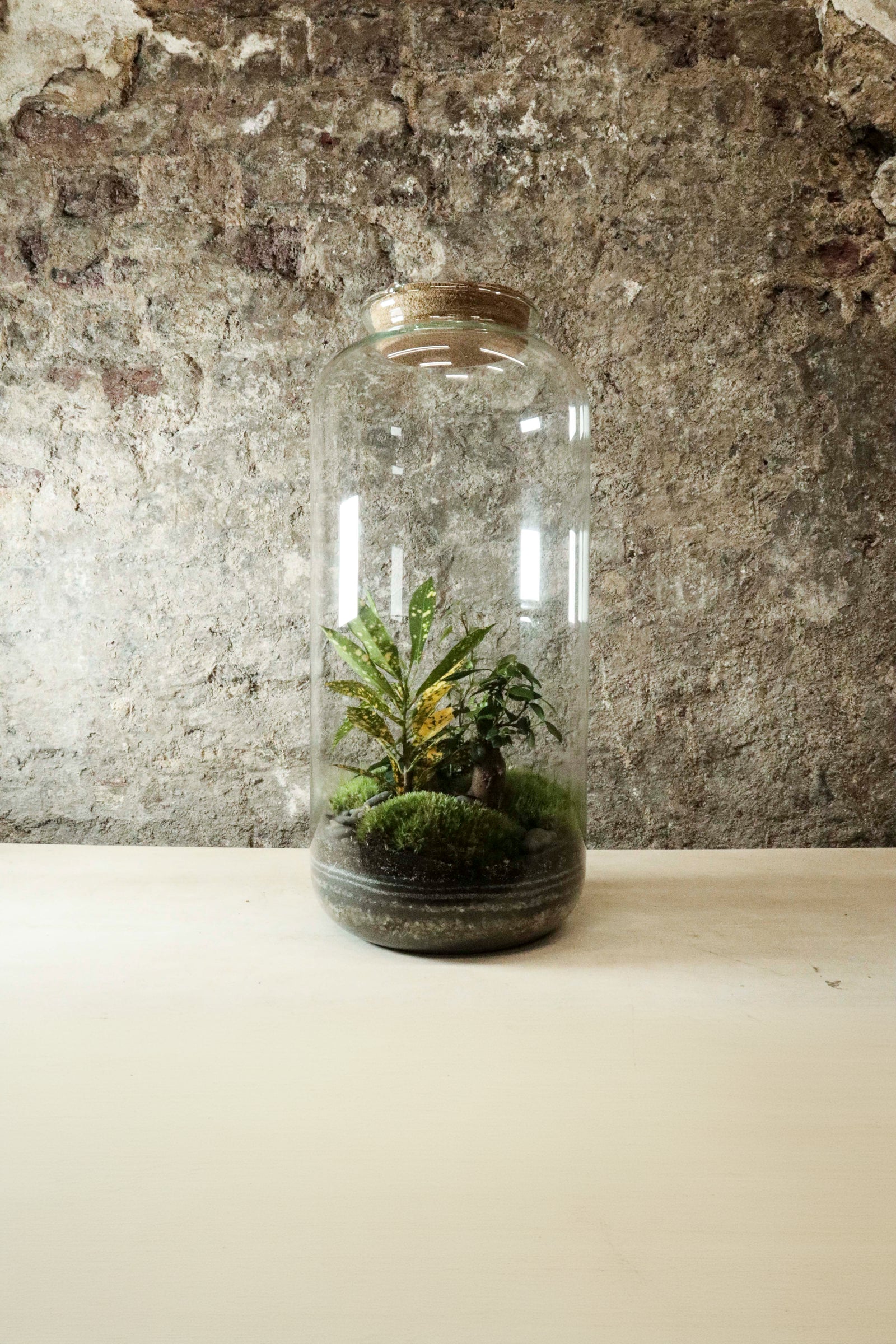 Tall Jar Terrarium 50x23cm FR36