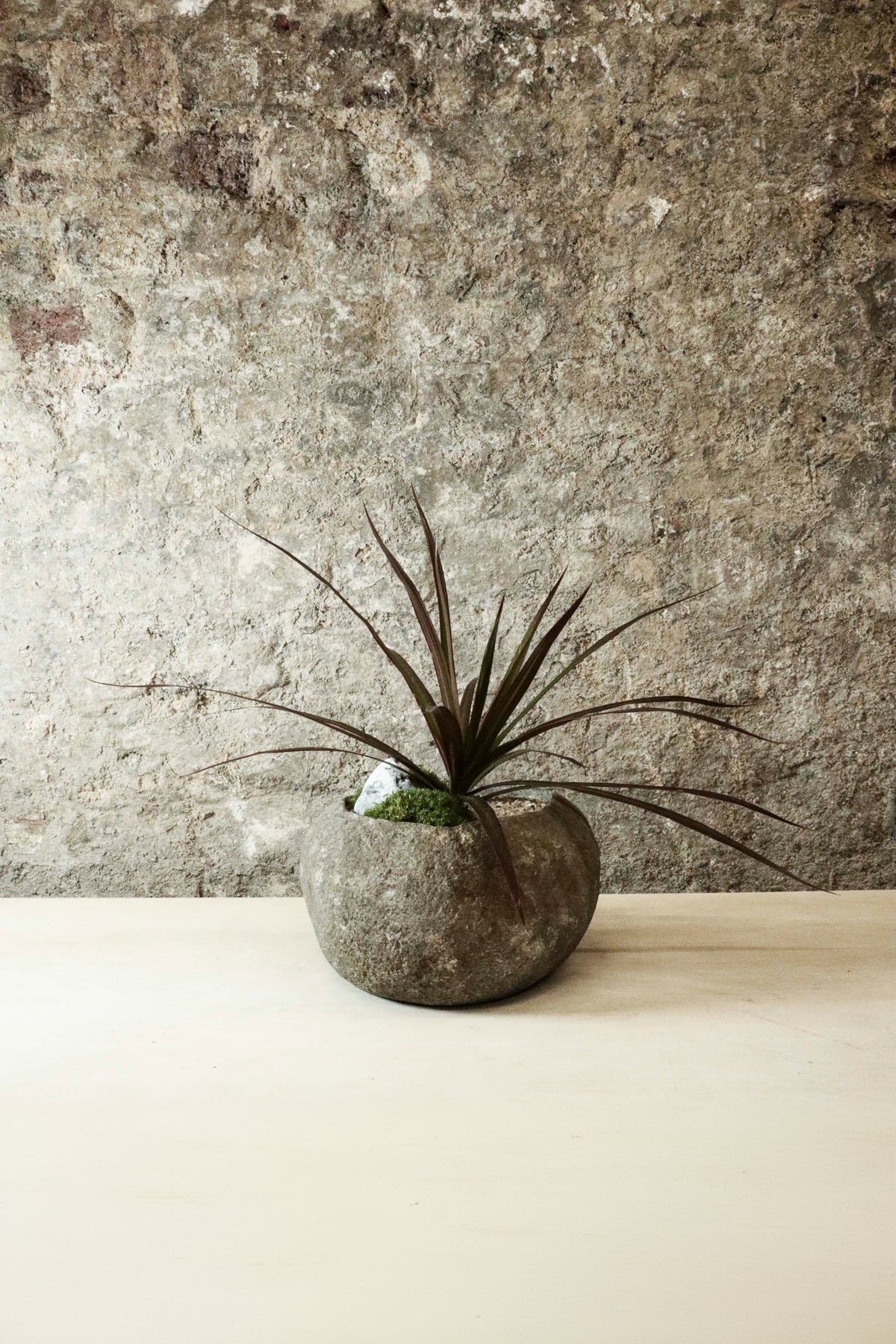 Dracaena Marginata in Indo riverstone planter — side view