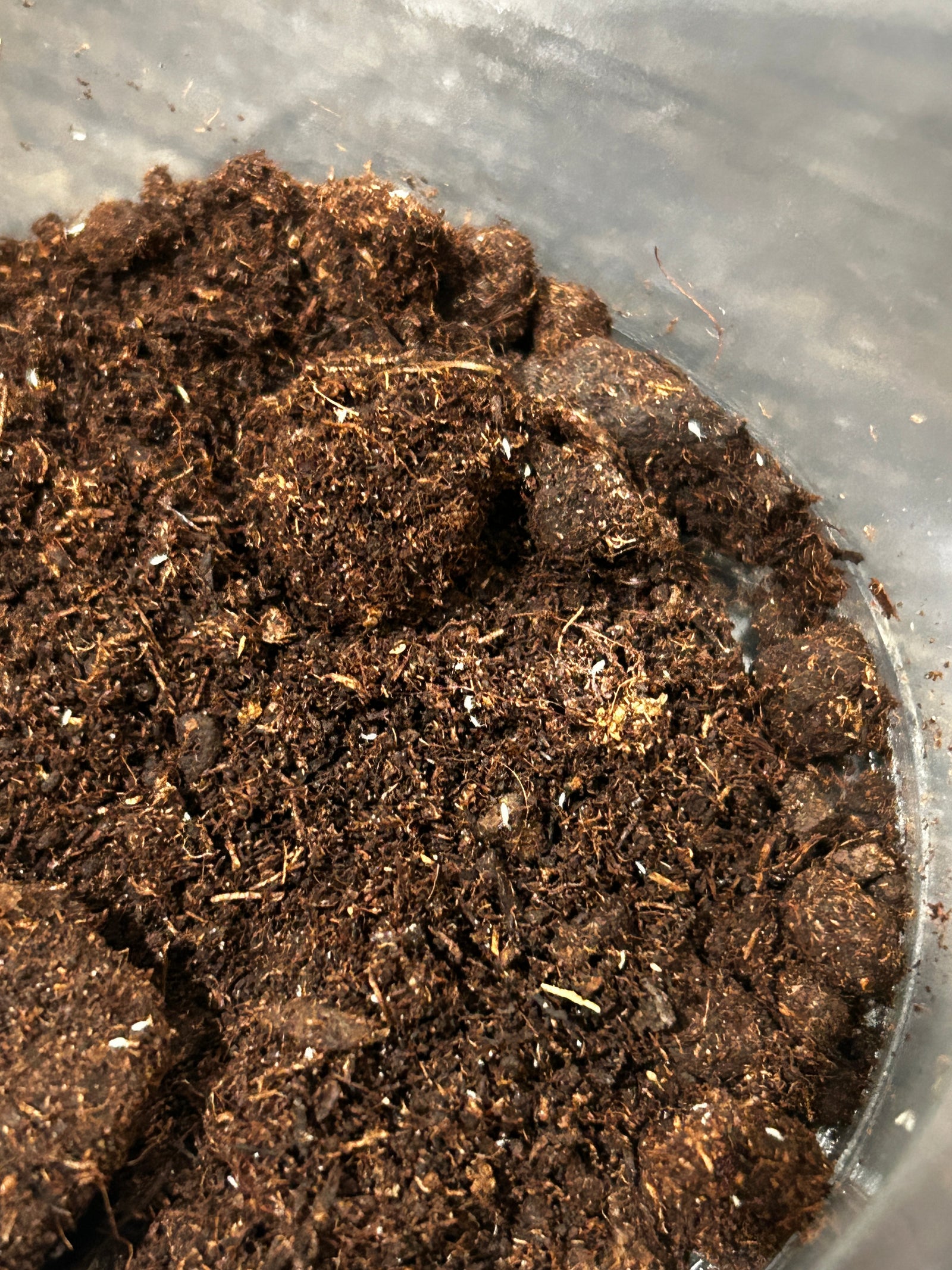 BioBoost™ Live Tropical Springtails