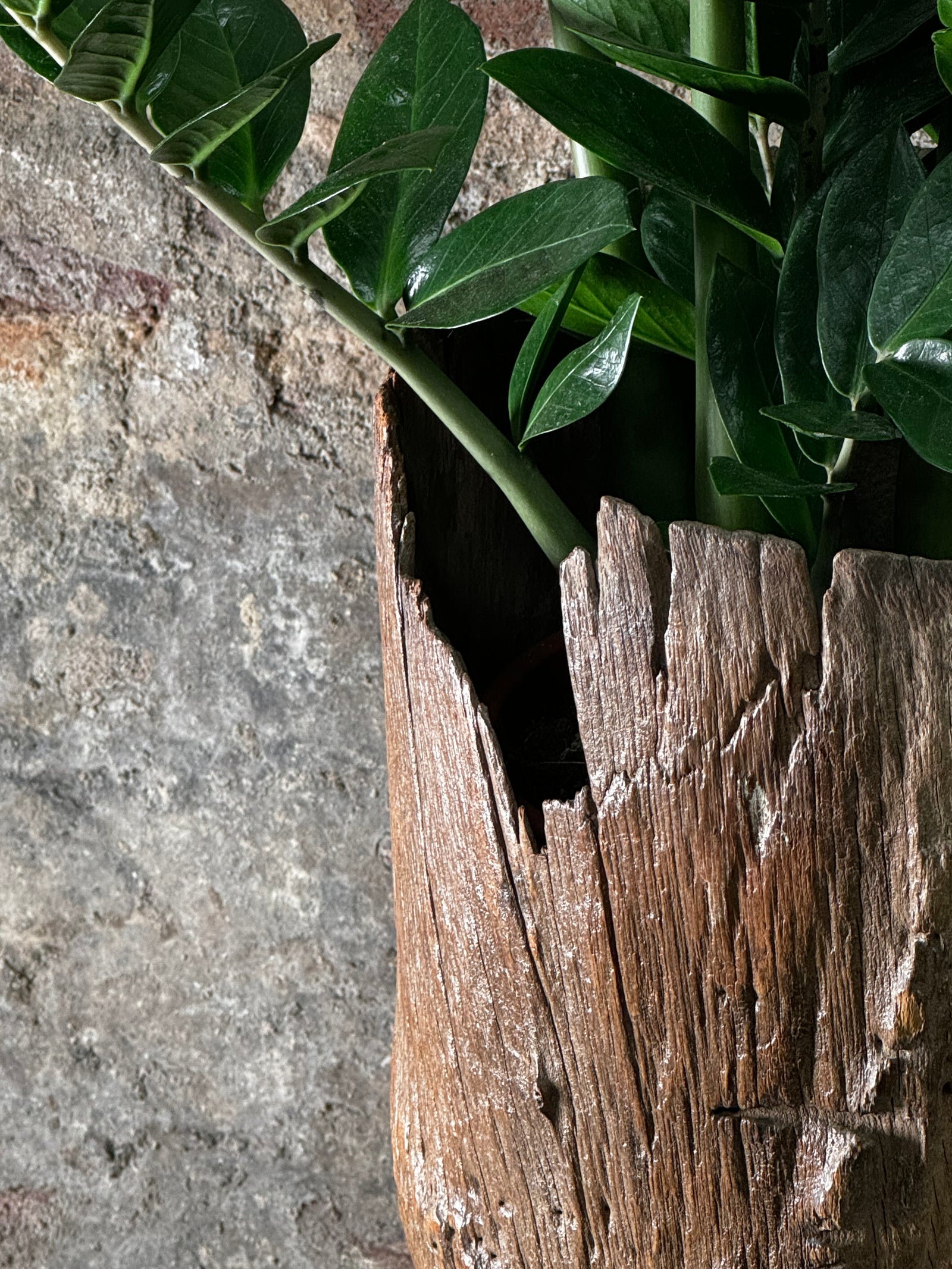 Vintage Grain Stomper planted with Zamioculcas Zamiifolia FR13