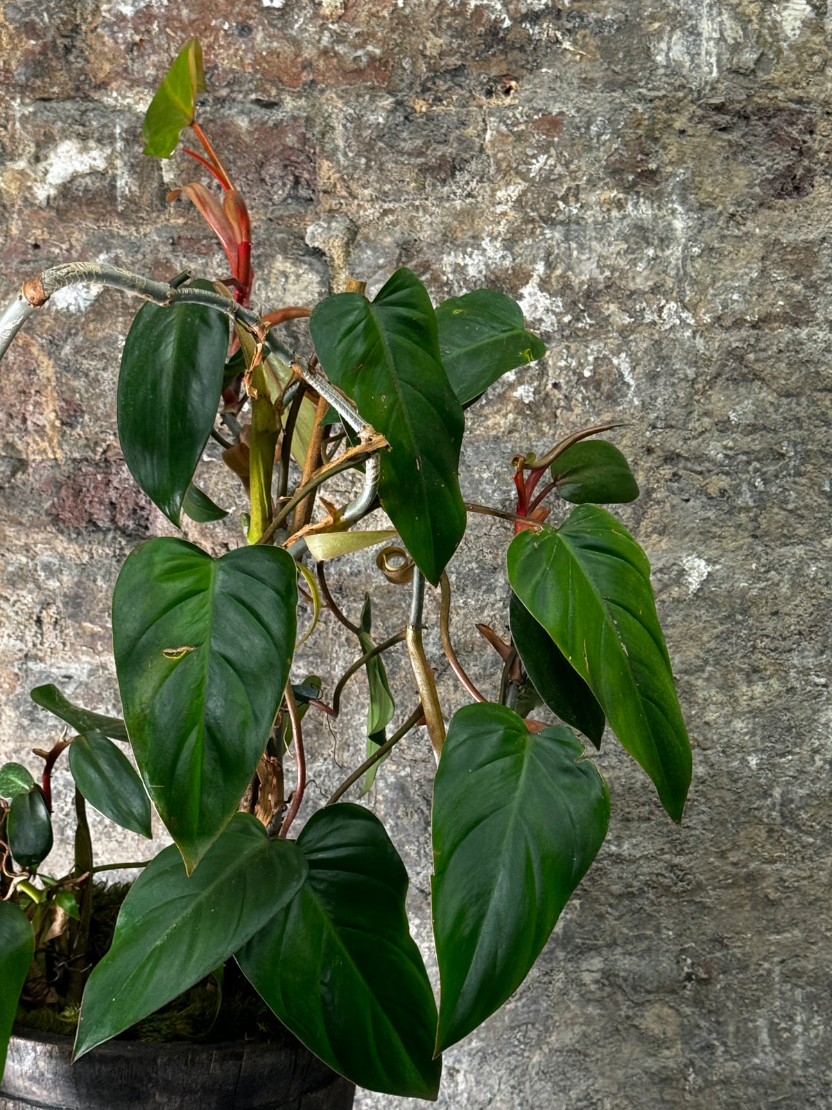 Vintage Grain Stomper planted with trailing Philodendron Admiral FR14