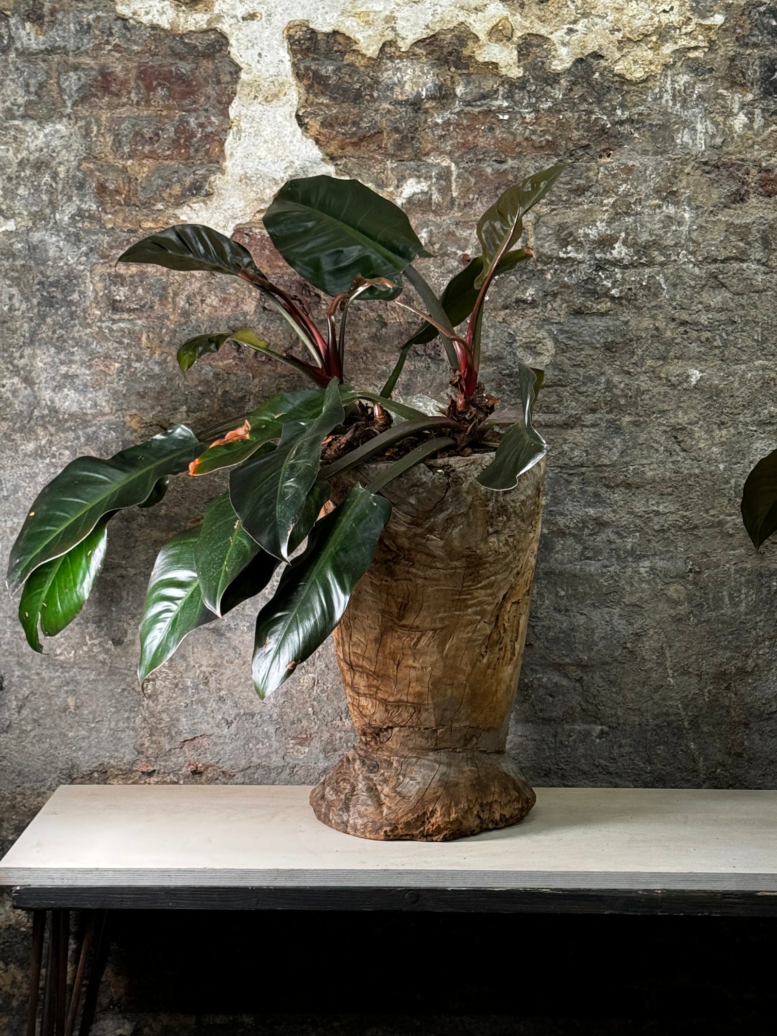 Vintage Asian Wooden Mortar planted with Philodendron Red Imperial FR17