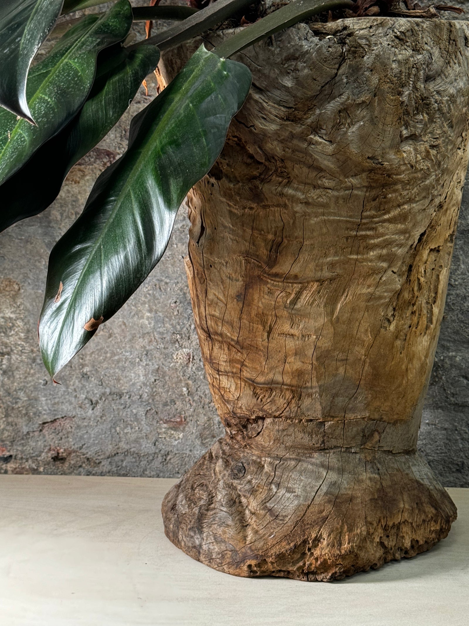 Vintage Asian Wooden Mortar planted with Philodendron Red Imperial FR17