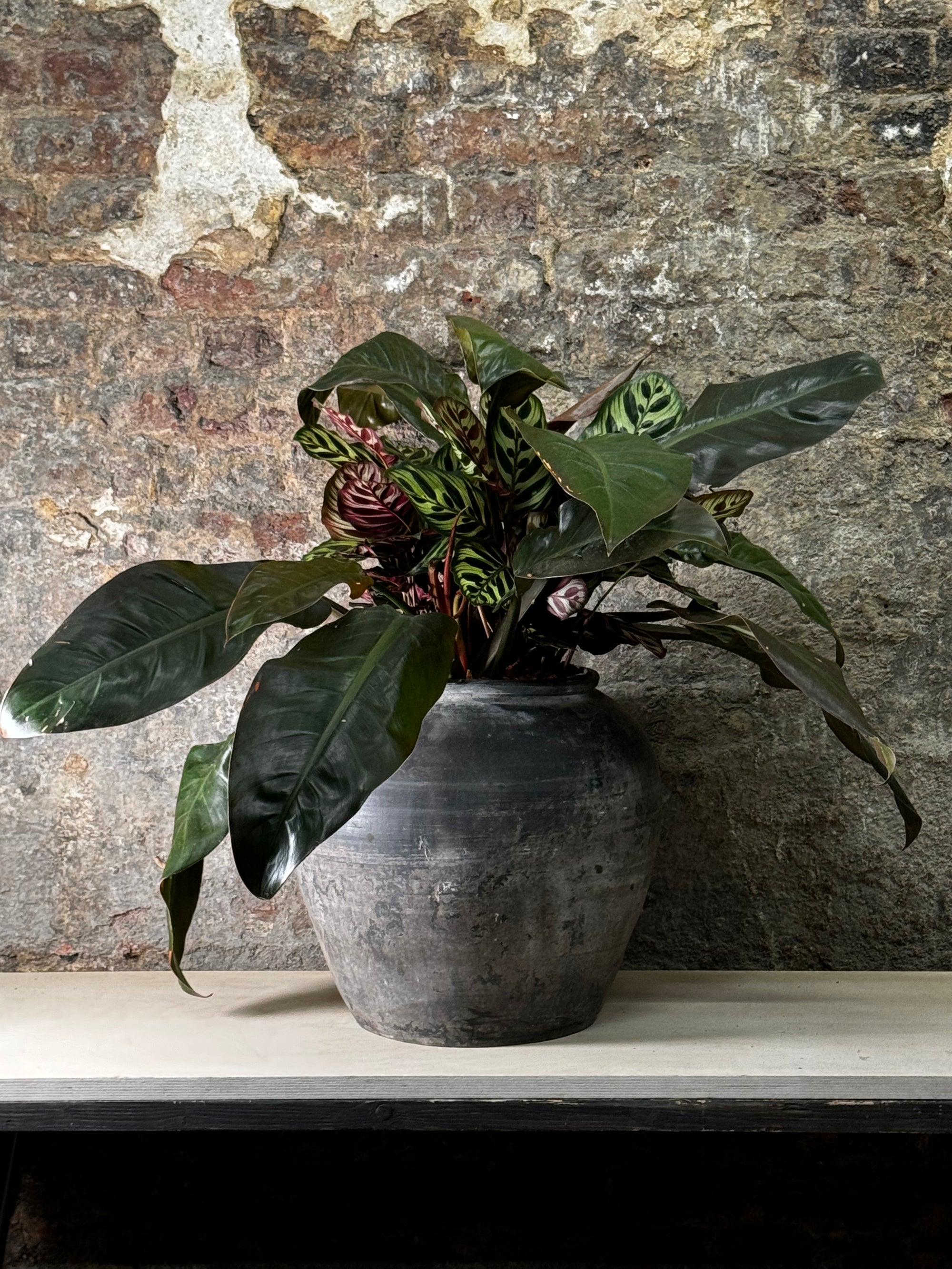 calathea philodendron Vintage Dark Pot with Ears planted with Calathea Maroka & Philodendron