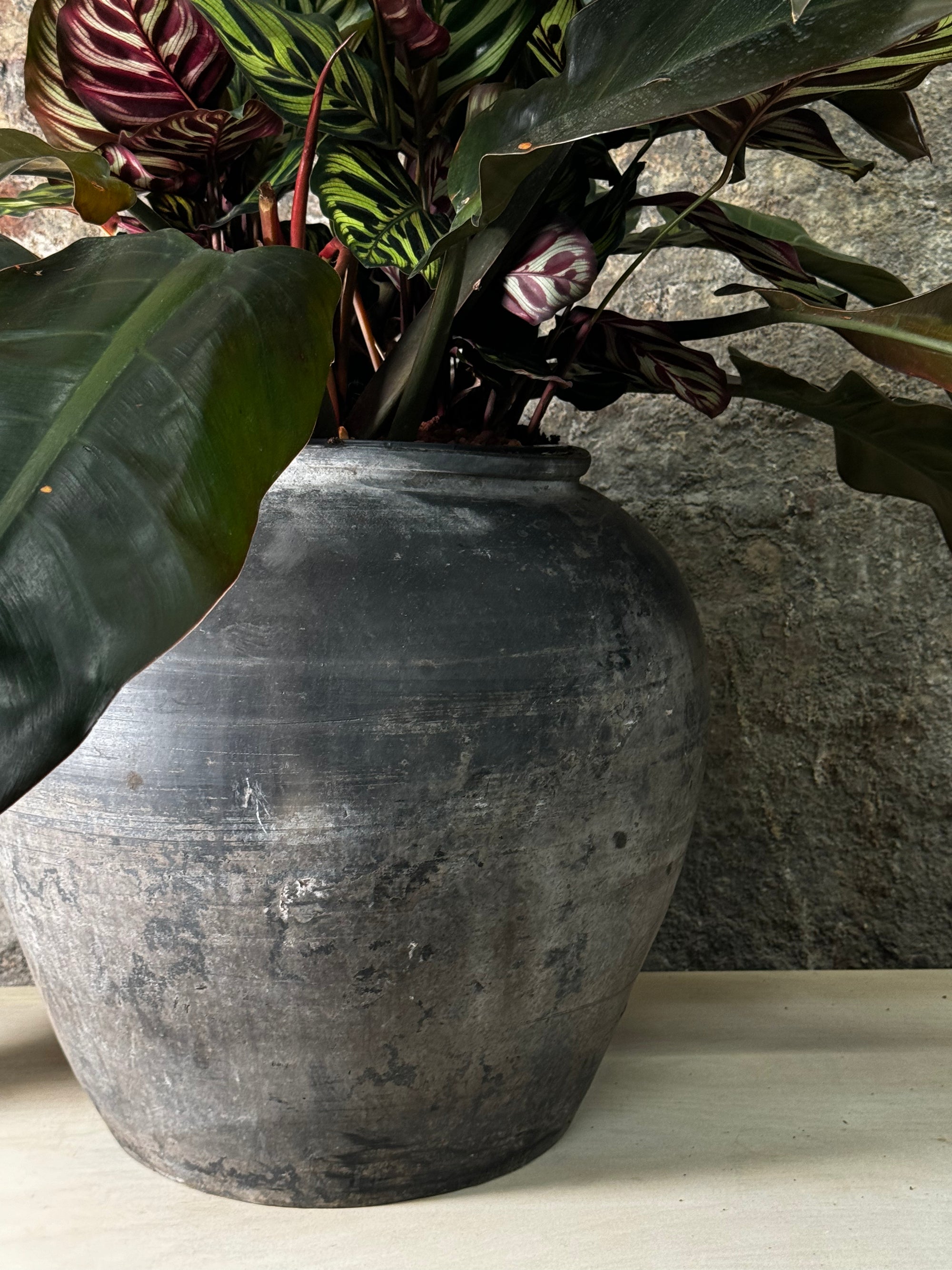 calathea philodendron Vintage Dark Pot with Ears planted with Calathea Maroka & Philodendron