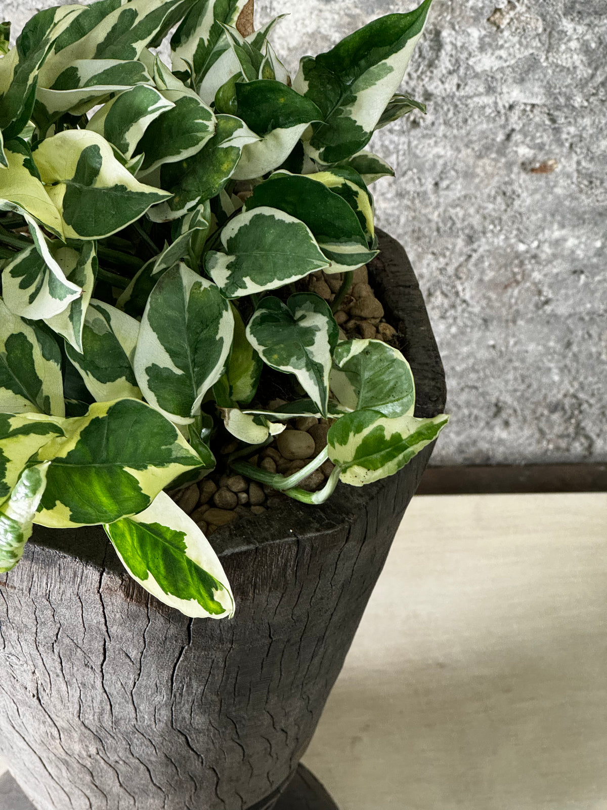 Vintage Grain Stomper planted with pothos summer FR22