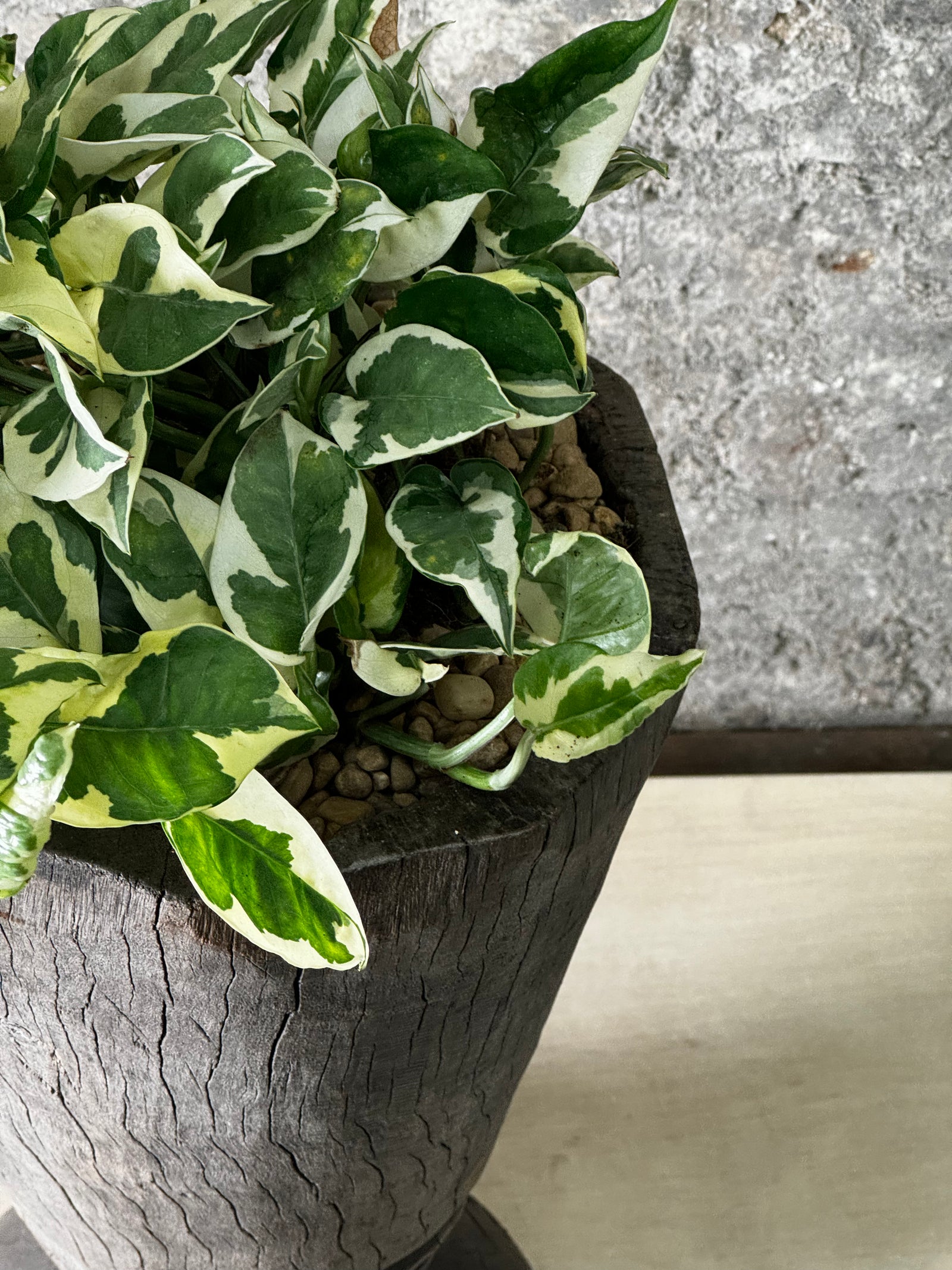 Vintage Grain Stomper planted with pothos summer FR22