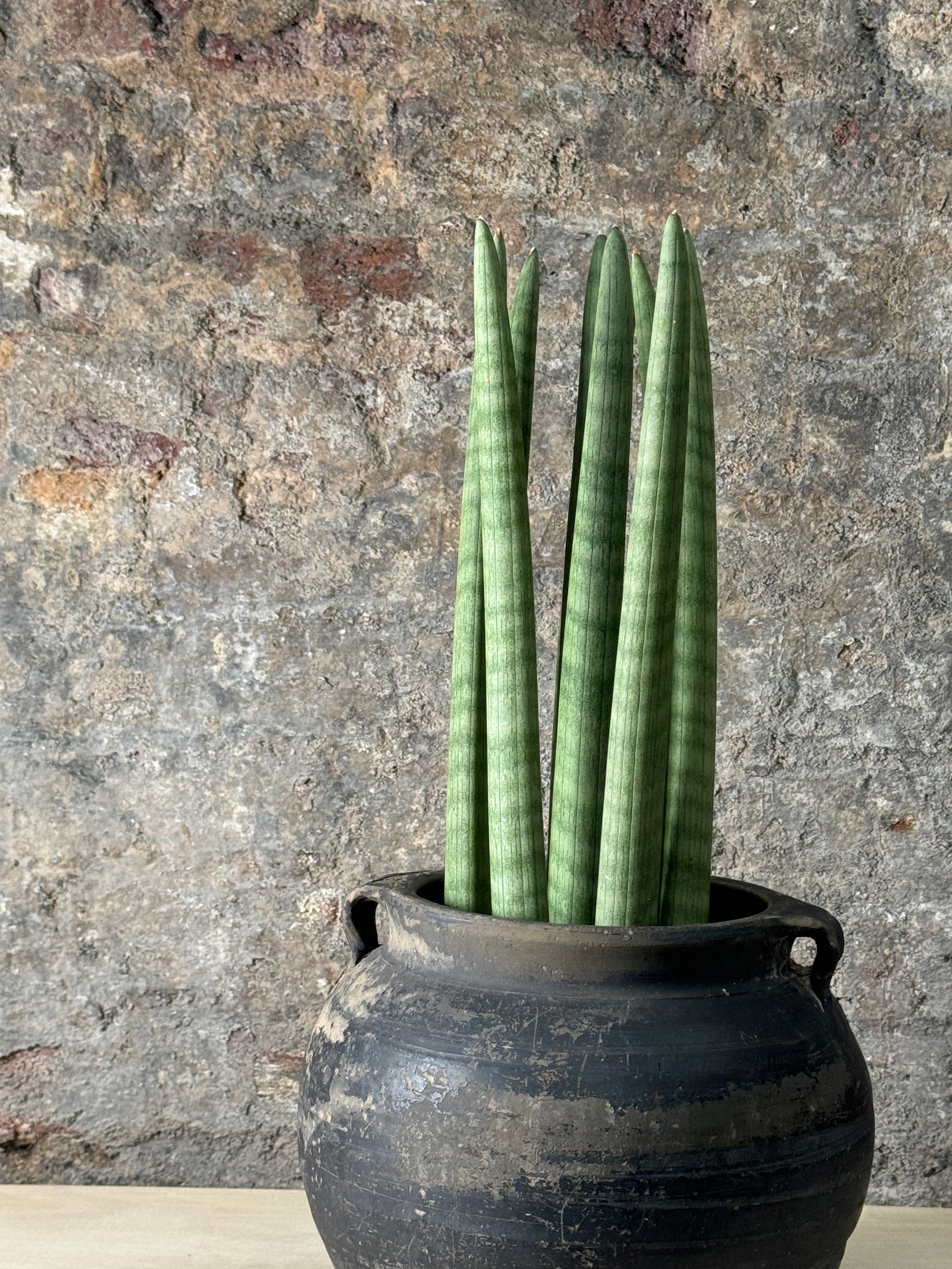 Vintage Dark Pot with Ears planted with Cylinder Sansevieria FR23