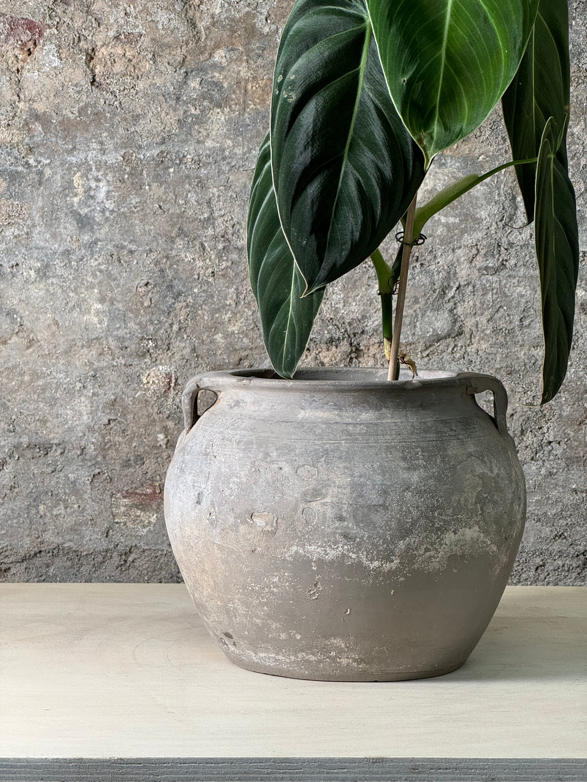 Vintage Pot with Ears planted with Philodendron Velvet  FR24