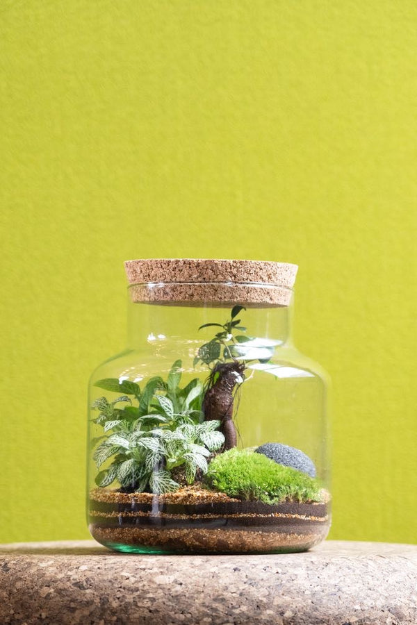 Cork jar terrarium kit with layered moss, stones and plants in a recycled-glass jar with natural cork lid