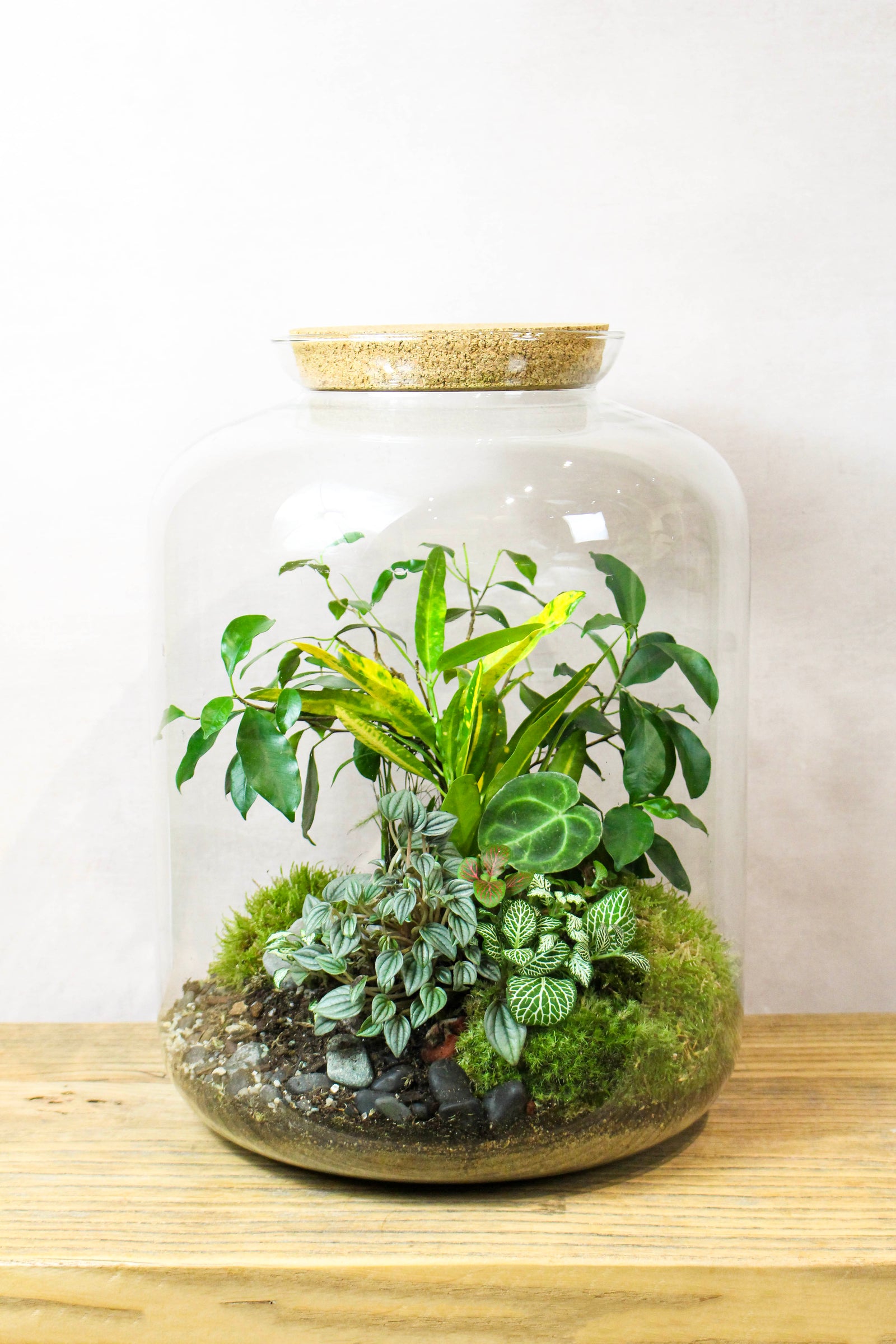 Large handmade tropical terrarium with palms and foliage over bun moss