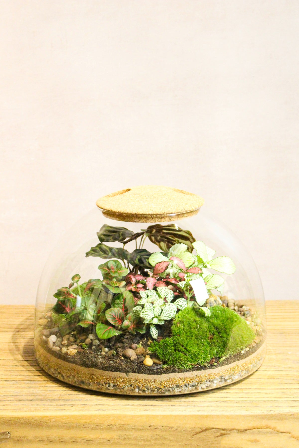 Eden Dome terrarium kit, a domed glass closed garden with moss and plants