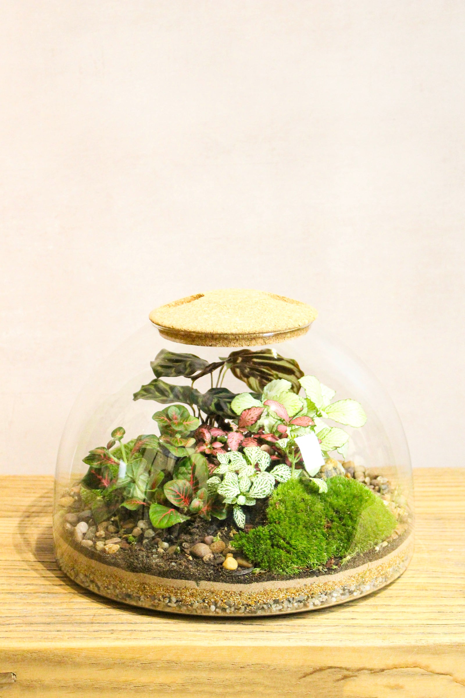 Eden Dome terrarium kit, a domed glass closed garden with moss and plants