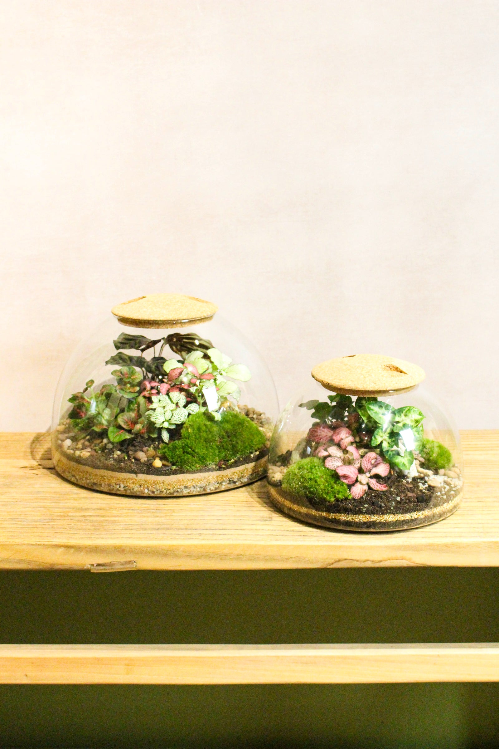 Eden Dome Terrarium 22cm