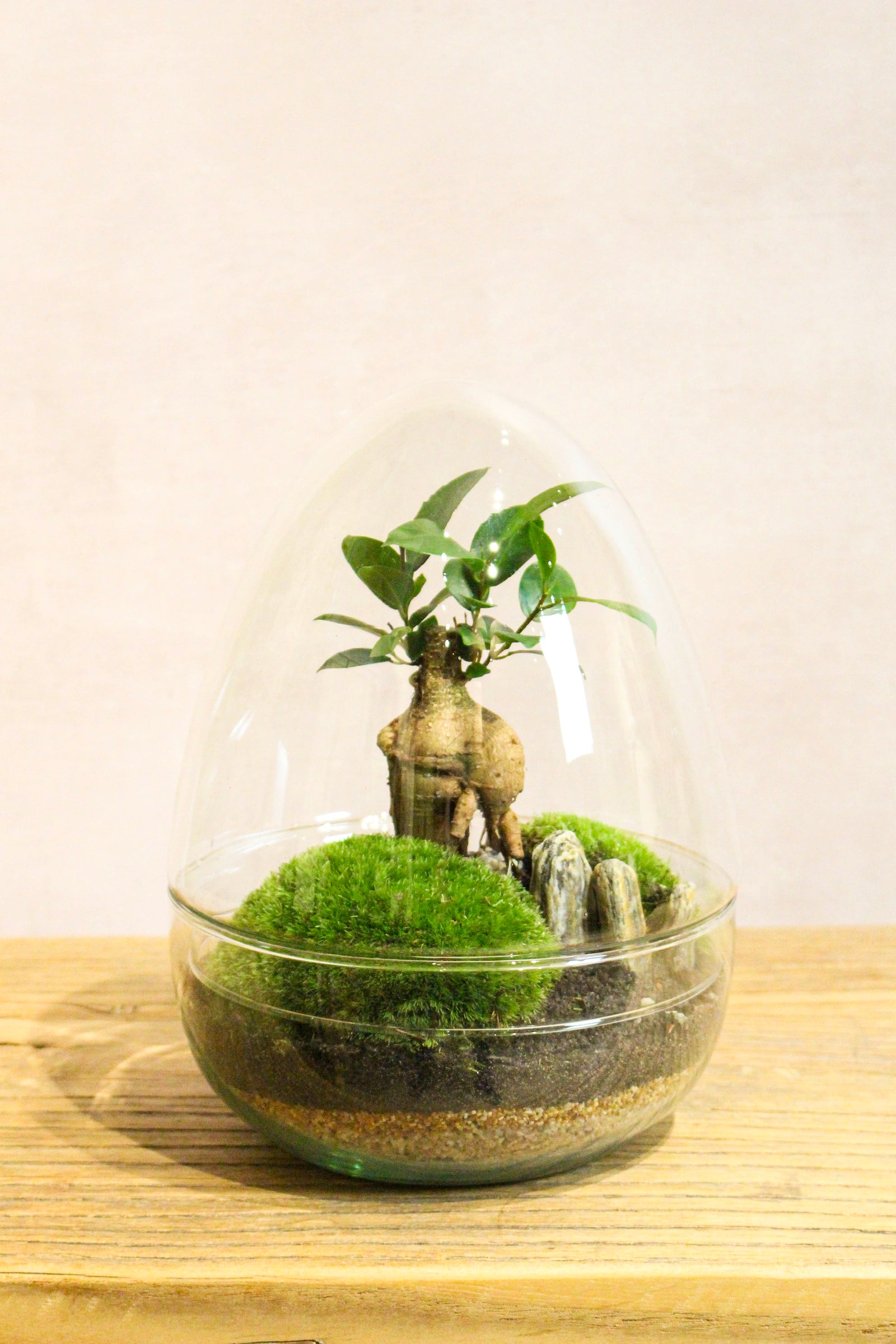 Hand blown large glass egg, very elegant terrarium for your home