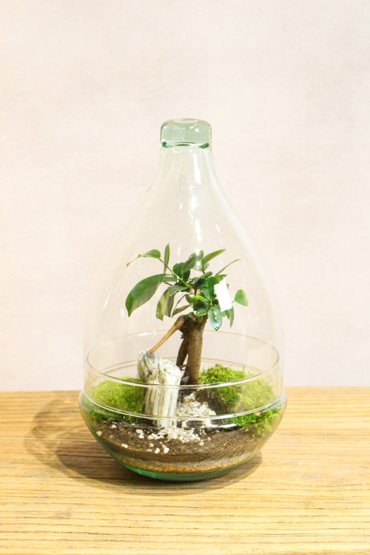 Teardrop Terrarium (Zen)