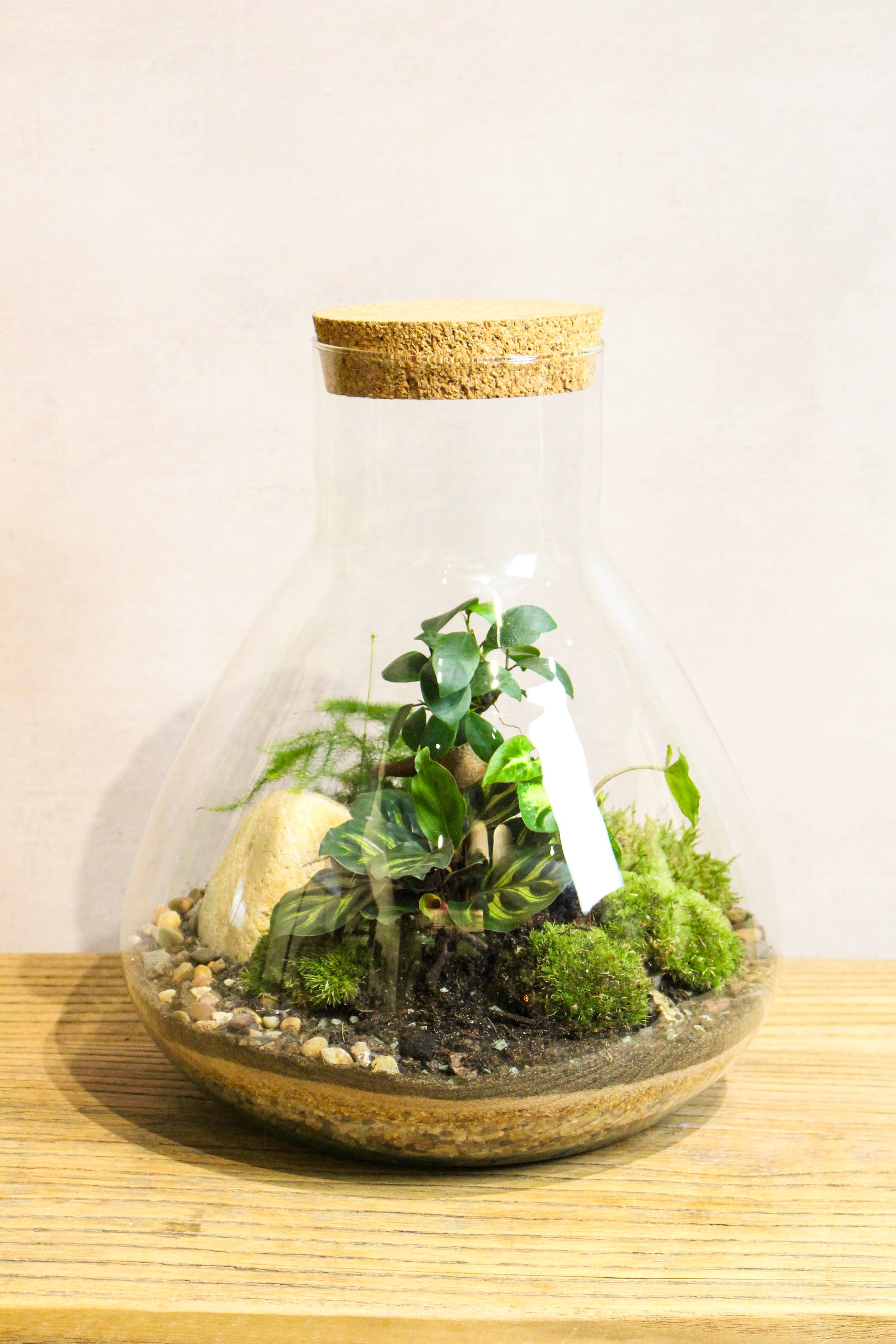Large handmade Zen LAB jar terrarium with layered moss and ferns