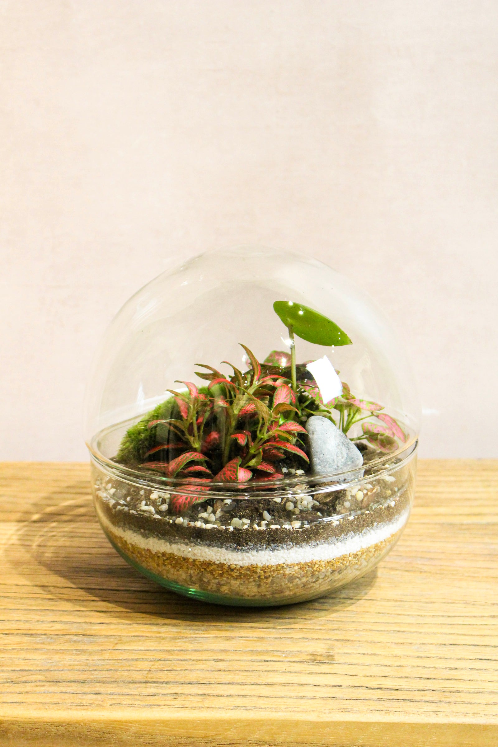 Very large handmade glass globe terrarium with tropical plants and moss