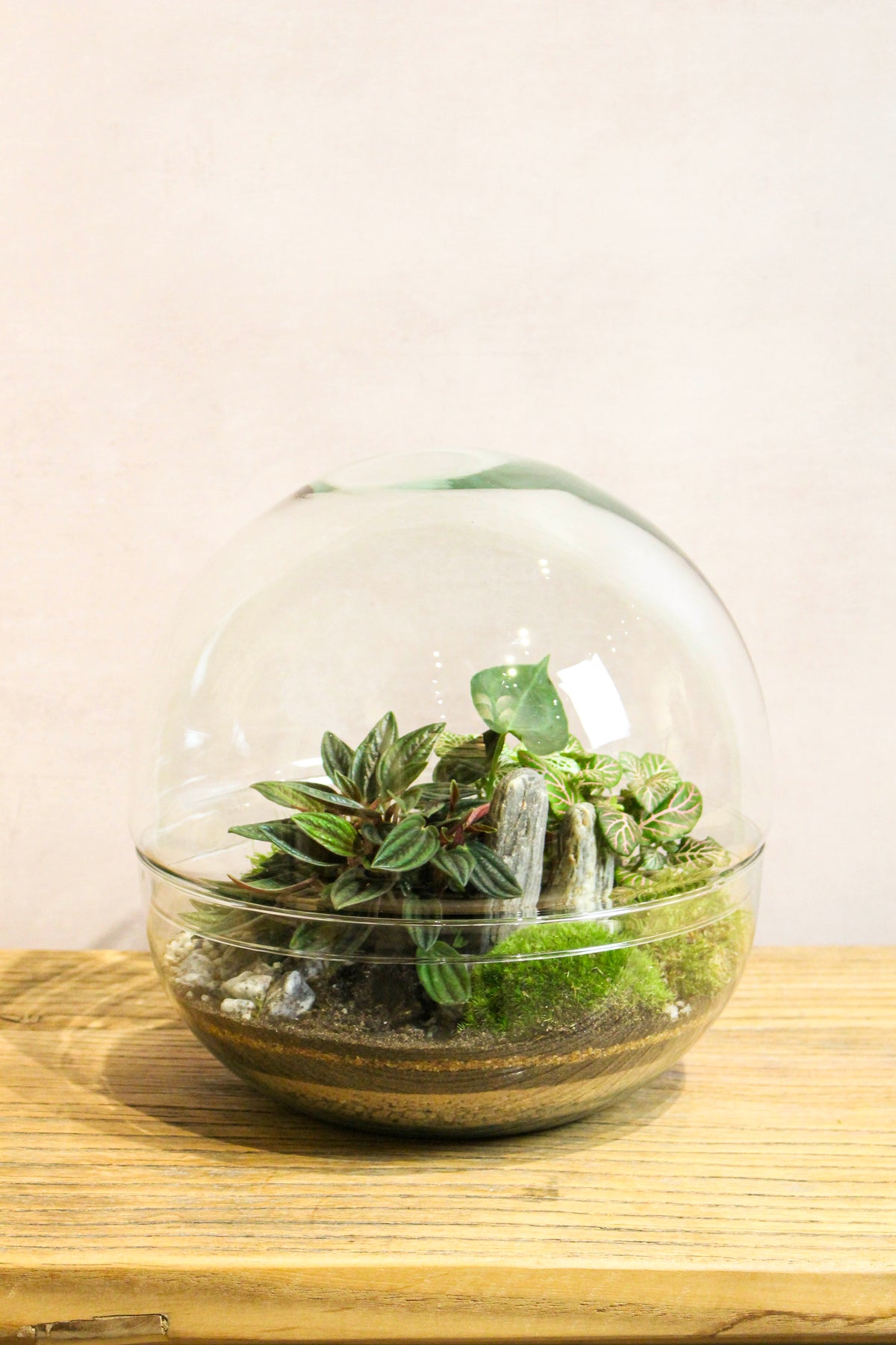 Handmade jungle globe terrarium with tropical Fittonia and bun moss