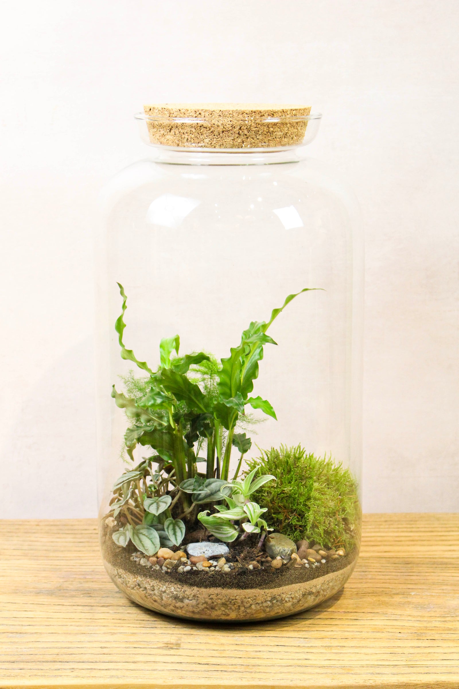 Tall Jar Terrarium (Tropical) 50x23cm