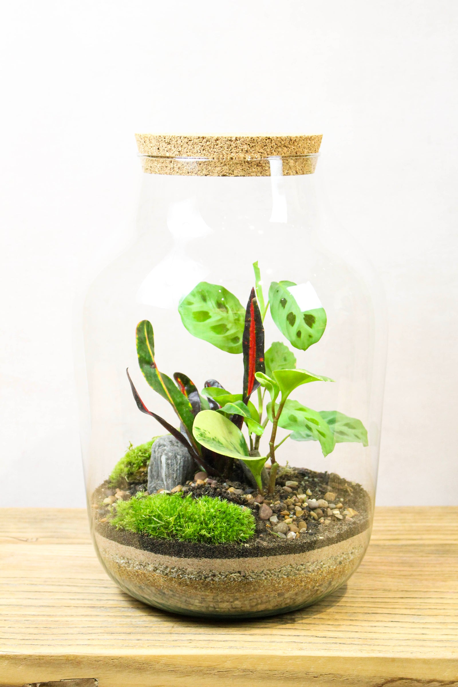 Handmade tropical contemporary jar terrarium with planting and bun moss