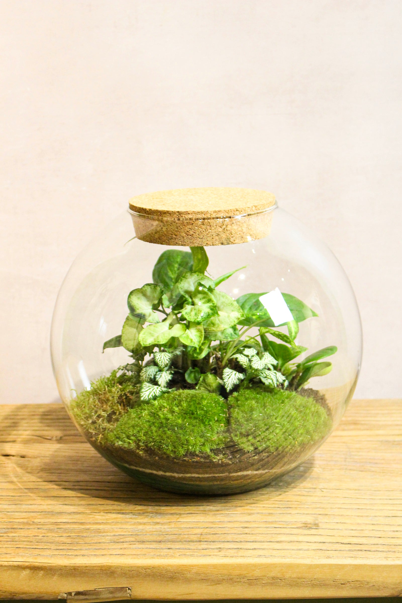 Handmade tropical fishbowl terrarium with planting and bun moss
