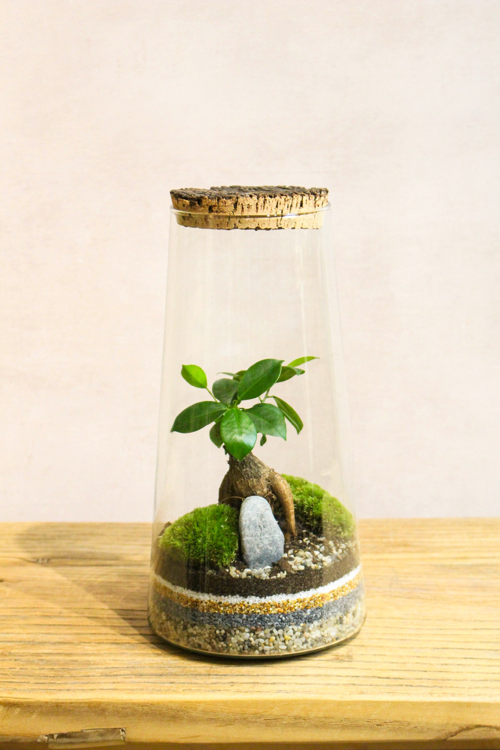 Handmade tropical tapered cylinder terrarium with palms and Fittonia